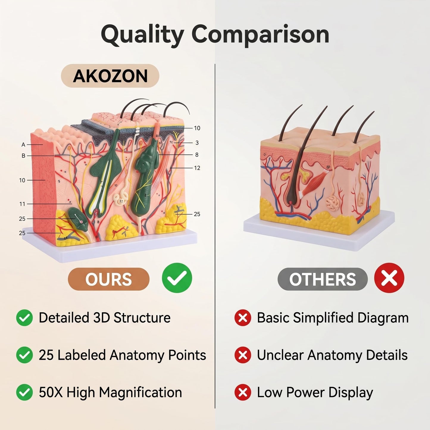 Akozon 50X ThreeDimensional Human Skin Magnified Model, Detailed Skin Anatomy Display, Educational Biology Laboratory Teaching Aid for Teachers and Students