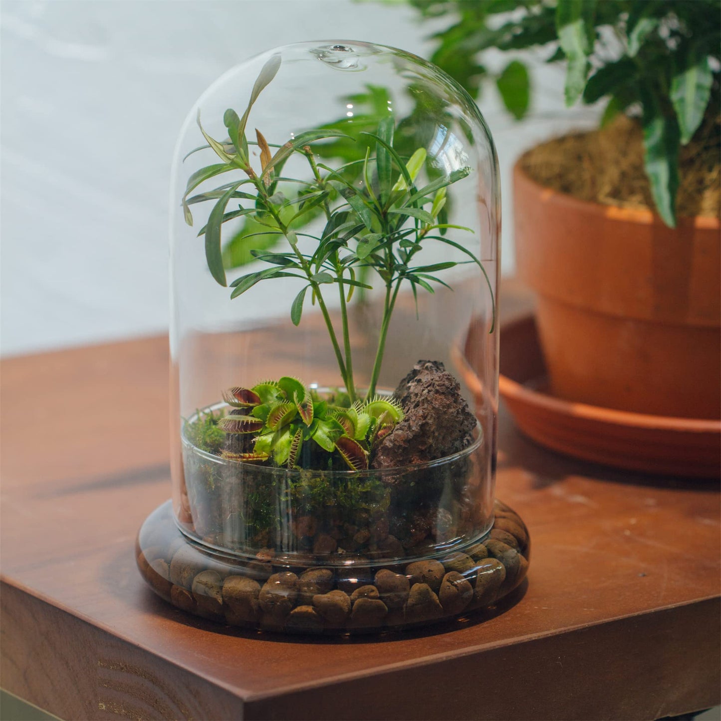 NCYP Glass Cloche Dome with Air Hole and Base, 5.9 x 5.9 x 8.2 Inches, Clear Terrarium Planter for Venus Flytrap, Small Plants, Home Indoor Tabletop Decoration (No Plants)