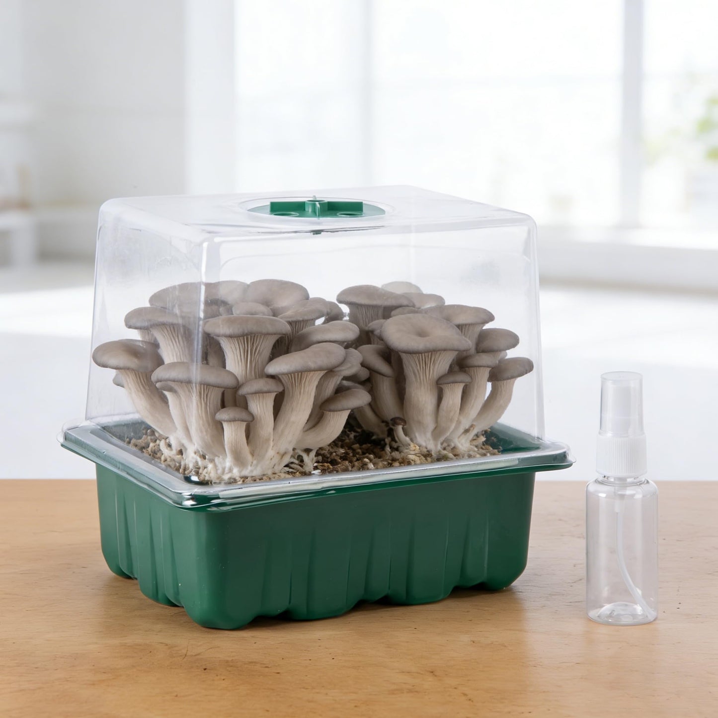 DECOHS 2 Pack Monotub Mushroom Grow Kit, 6.5" x 5" x 6.5" Small Mushroom Fruiting Chamber Propagation Boxes, Monotub Mushroom Growing Box Mini Greenhouse with Spray Bottle for Horticulture Supplies