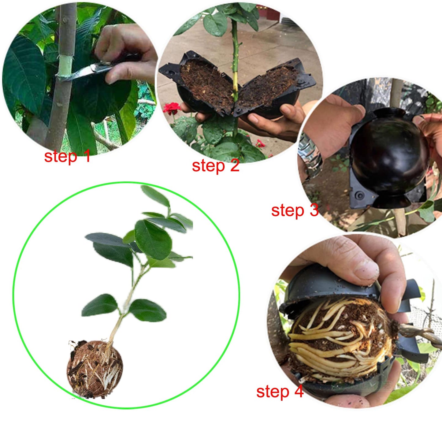 Lazzineer Tree Root Growing Box, Reusable Transparent Plants Asexual Reproduction Grafting Ball, High Pressure Air Layering Pods Propagation Kit (20pcs Small)