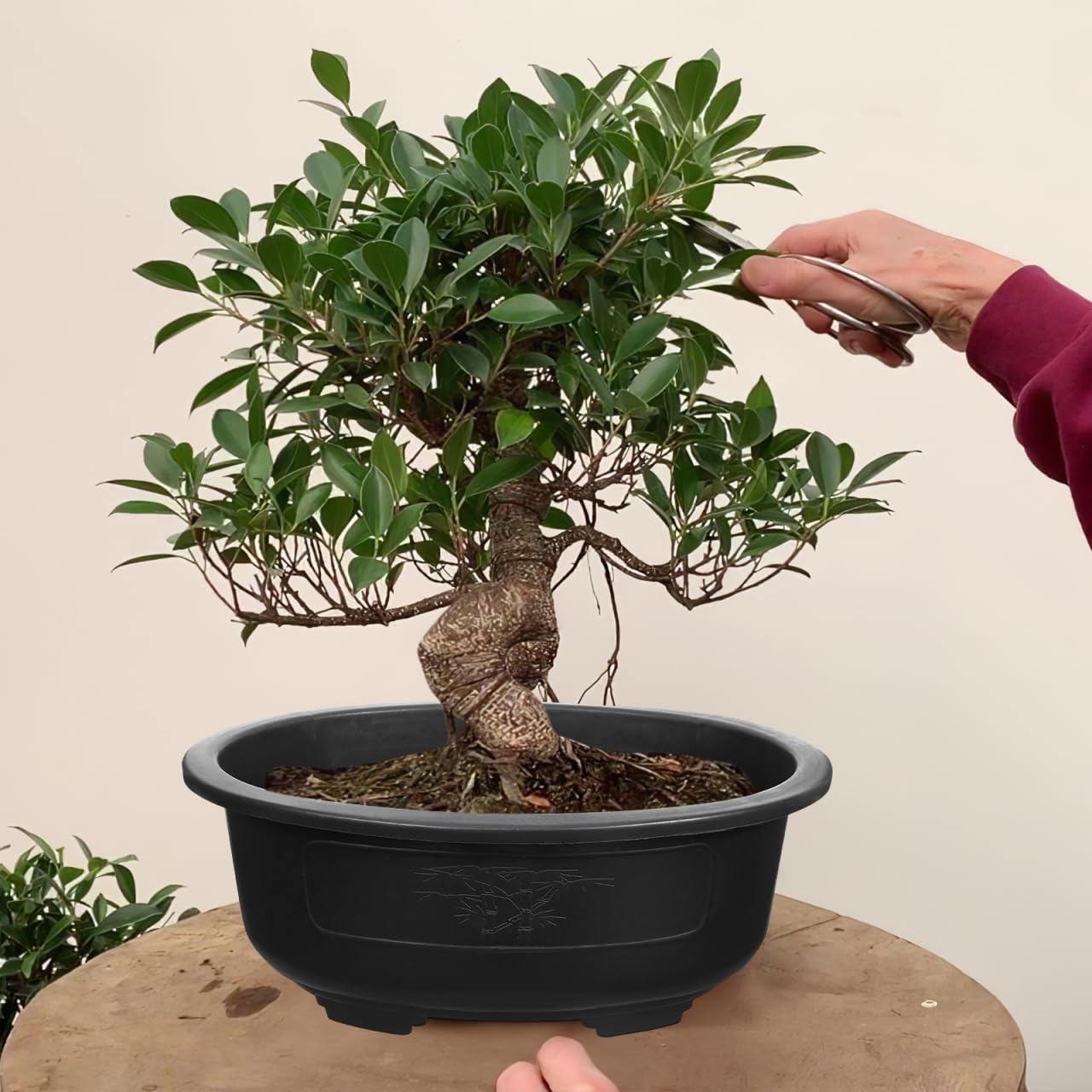 DOITOOL 2 Pcs Large Bonsai Pots 15 Inch Plastic Oval Training Planter with Drainage Holes Deep Tree Bowl for Succulent Nursery
