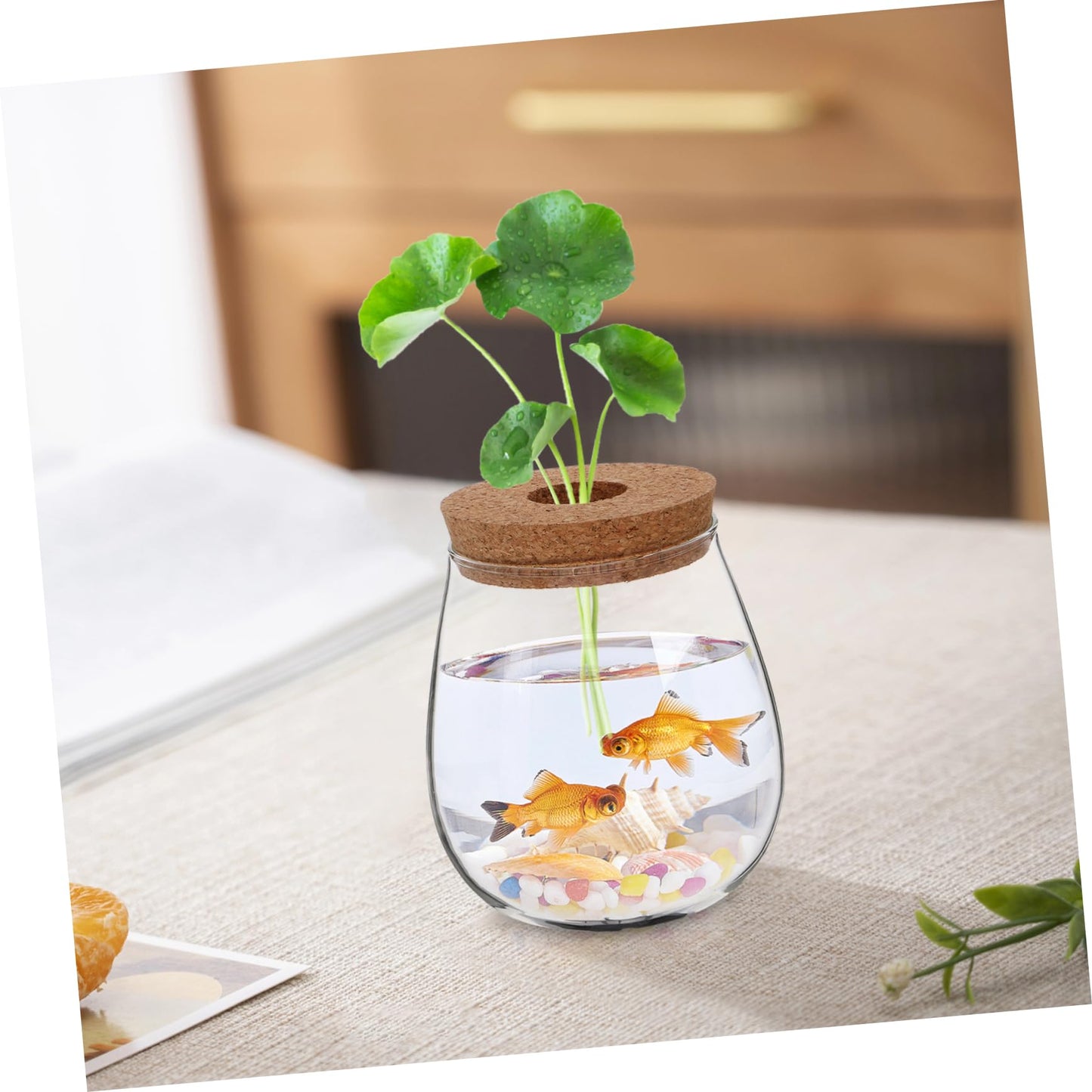 CIYODO Elegant Hydroponic Glass Vase for Indoor Plant Propagation Space Saving Terrarium for Home Decoration Minimal Maintenance Design for Plants