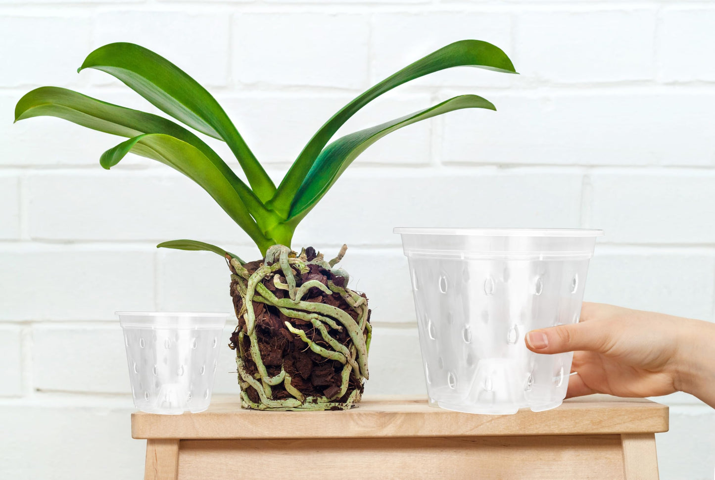 AUGXIXI Orchid Pots, 5.7 Inch 10Pcs Clear Orchid Pots with Holes and Saucers, Plastic Plants Flower Nursery Orchids Drainage Indoor Planter for Planting Repotting