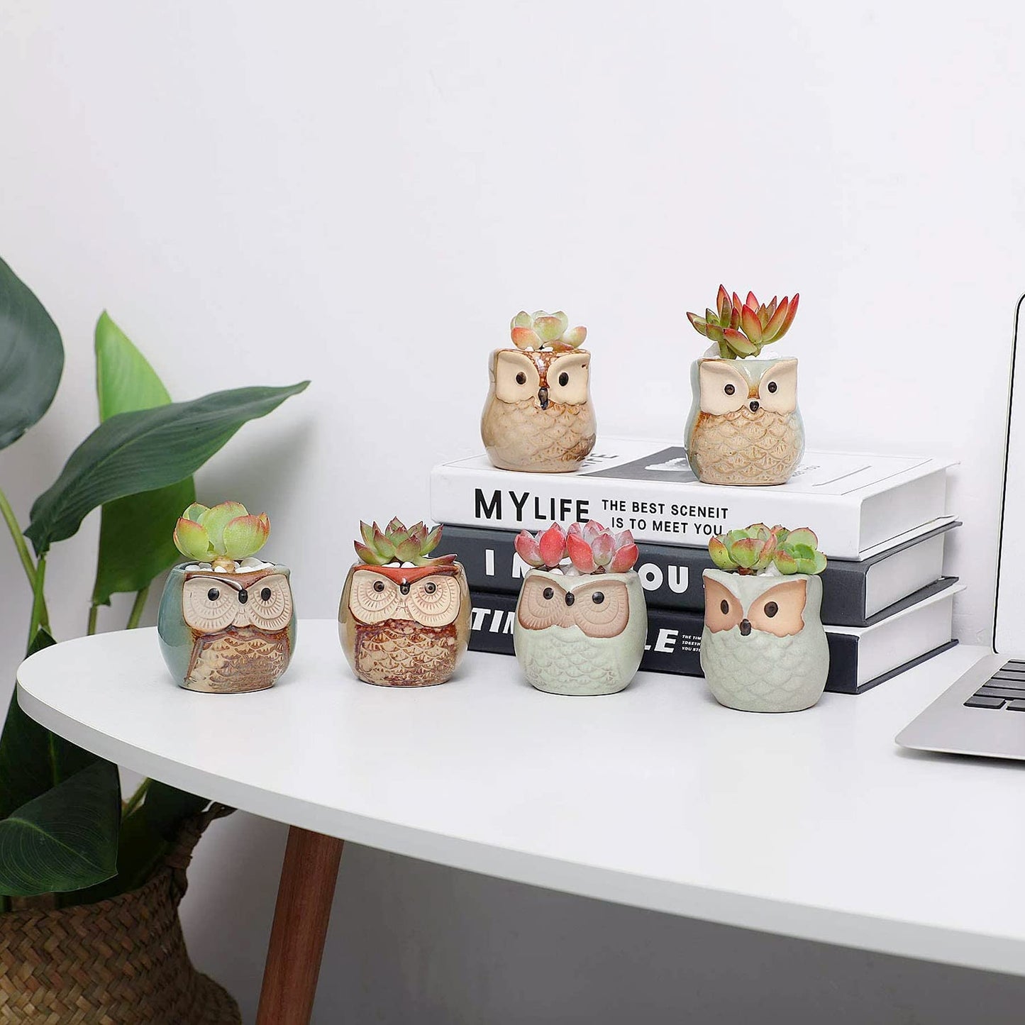 T4U 2.5 Inch Owl Ceramic Succulent Planter Pots with Drainage Hole Set of 12, Mini Cactus Pots Tiny Cute Plant Holder Container Best for Home Office Decor Gardening Gift
