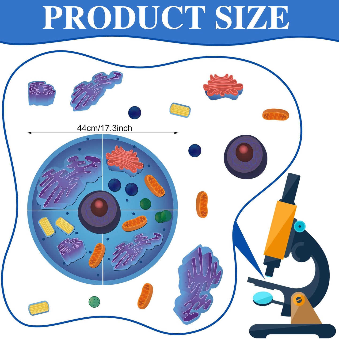Leitee 18 Pcs Magnetic Animal Cell Model Kits Giant Teaching Resources Early Biology Cell Anatomy Model Life Science Teaching Aid for Whiteboard Learning Tools Educational Classroom Activities
