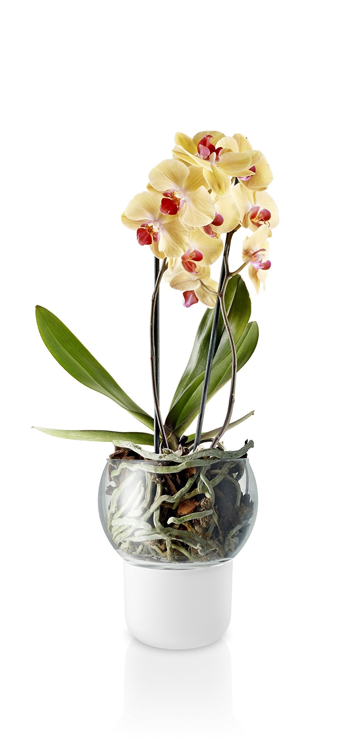 Eva Solo | Orchid Pot | Ø15cm Self-Watering Orchid Pot | Keeps Indoor House Plants, Flowers, Herbs & Vegetables Watered & Healthy | Danish Design, Functionality & Quality | Frosted Glass