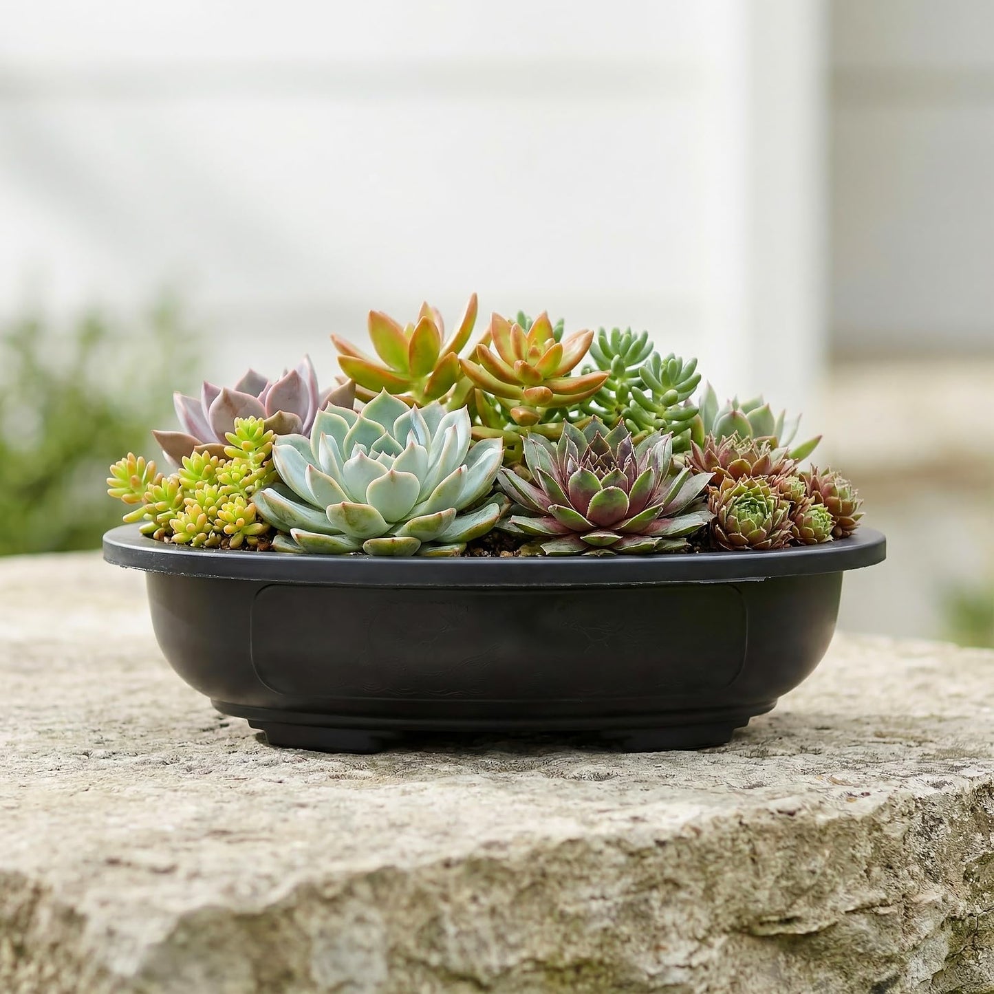 HAKZEON 12 Pcs 12 Inch Bonsai Training Pots, Matte Finish Plastic Oval Bonsai Training Pots with Drainage Hole, Oval Planters Shallow for Balcony Garden Nursery, Home Succulent, Indoor Plants, Black