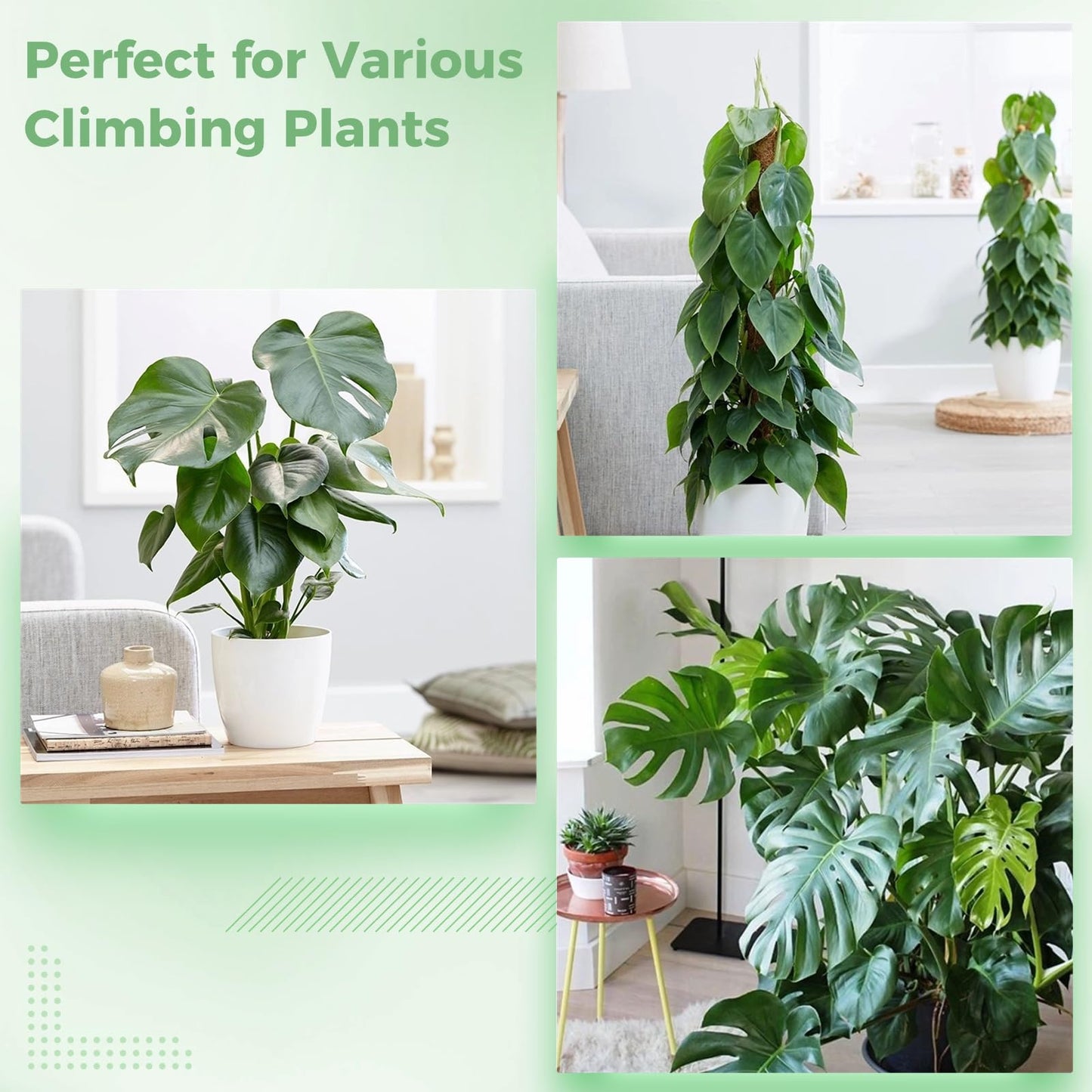 FunPa 4 Pcs Plastic Moss Poles, 24″ Clear Sphagnum Moss Sticks for Indoor Climbing Plants, Stackable Hollow Plant Supports with 10ft Ties, Plant Moss Poles for Monstera, White