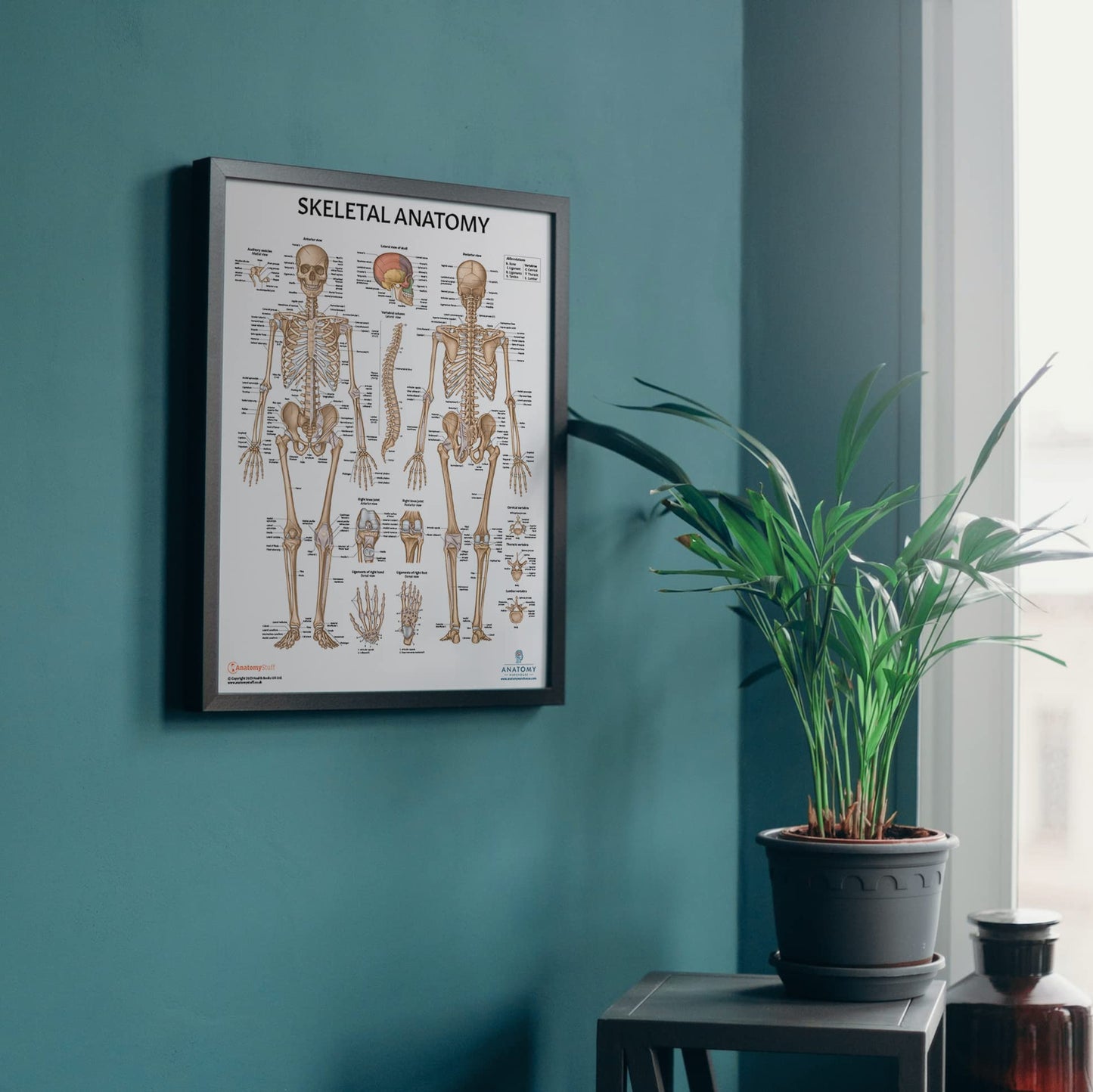 Anatomy Lab Muscular, Skeletal, Ligaments of the Joints, and Spinal Nerves Human Anatomy Poster Set - 4 PACK LAMINATED 17.3 x 22.5 Inches, Body System Bundle, Anatomy and Physiology