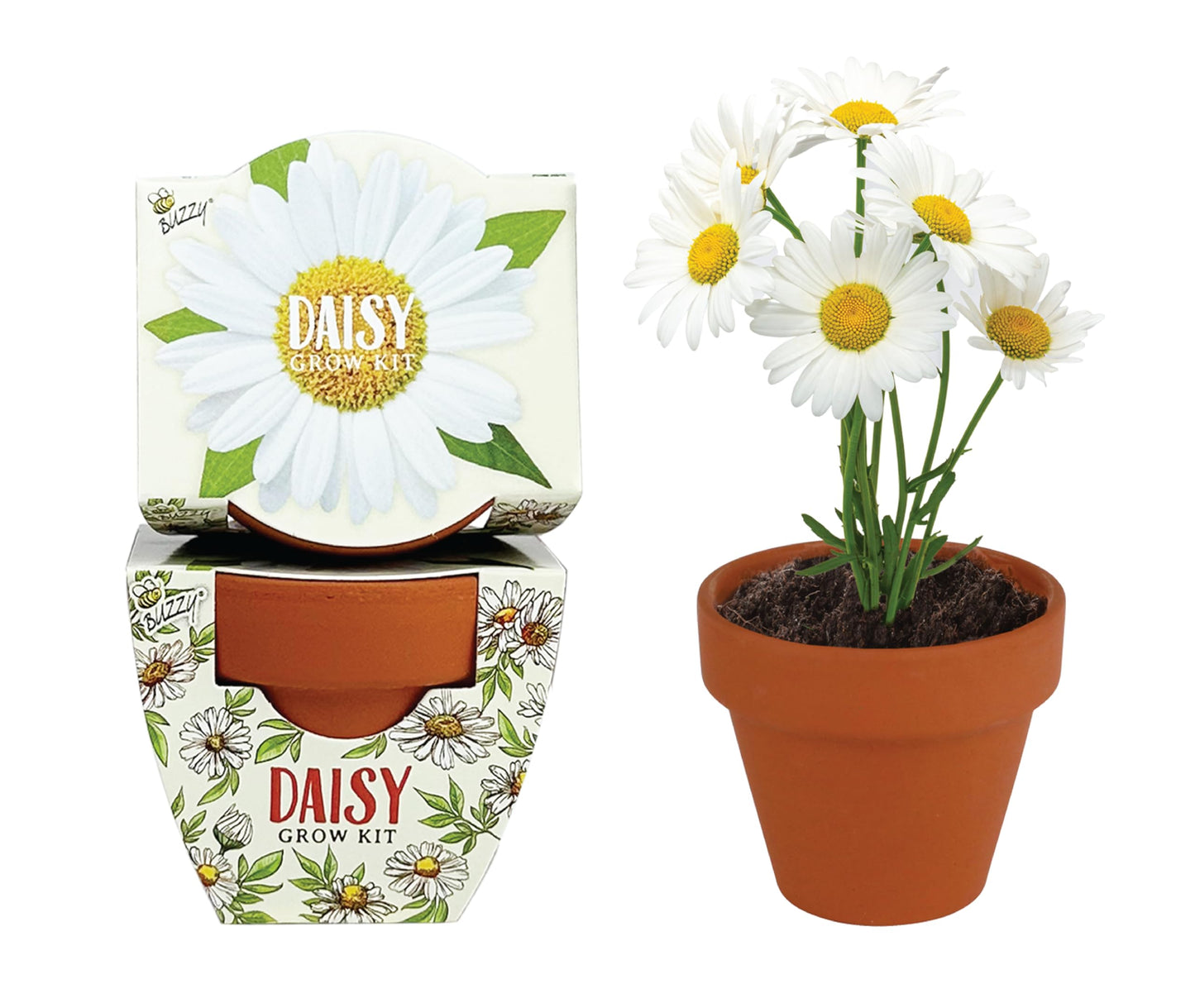 BUZZY Seeds Daydream Mini Terracotta Pots 12-Pack with Daisy Seed Packets – All-in-One Starter Set with Growing Medium and Easy Instructions, Gardening Gift, Wedding Favors, Corporate Gifting