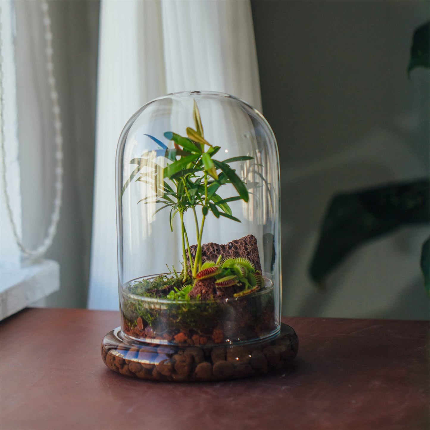 NCYP Glass Cloche Dome with Air Hole and Base, 5.9 x 5.9 x 8.2 Inches, Clear Terrarium Planter for Venus Flytrap, Small Plants, Home Indoor Tabletop Decoration (No Plants)