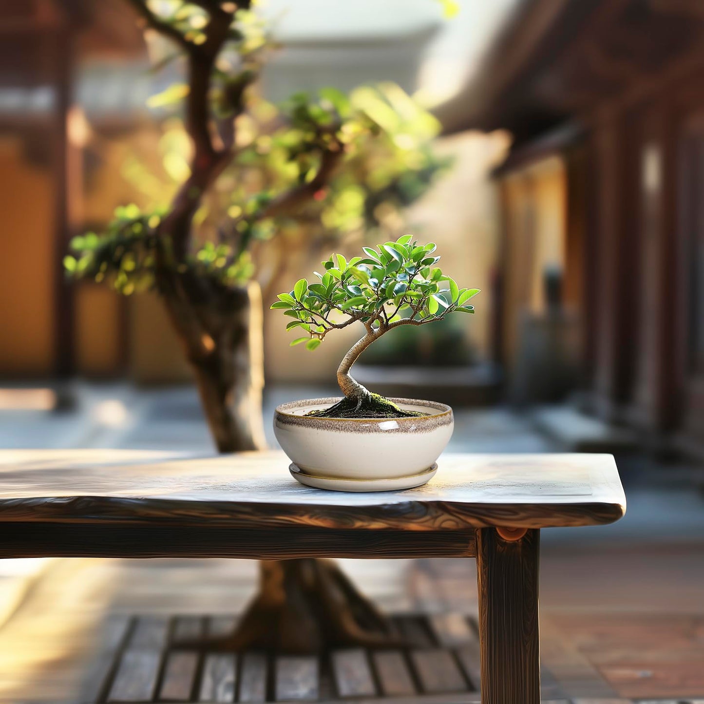 SQOWL Small Bonsai Pots - 6 Inch Ceramic Plant Pots for Succulents, Shallow Planter with Drainage Hole and Saucer, Round Planters for Indoor Outdoor Cactus Plants, House Decor, Birthday Gifts, Beige