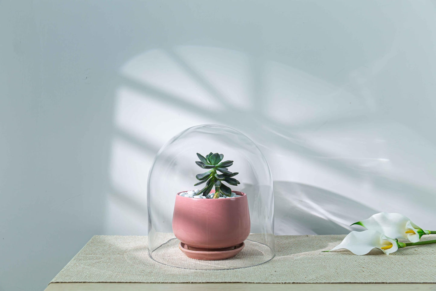 CYS EXCEL Glass Cloche Dome (H:10" D:9.75") | Multiple Sizes Decorative Showcase Display for Antique Collectibles | Bell Jar Terrarium & Dessert Cover