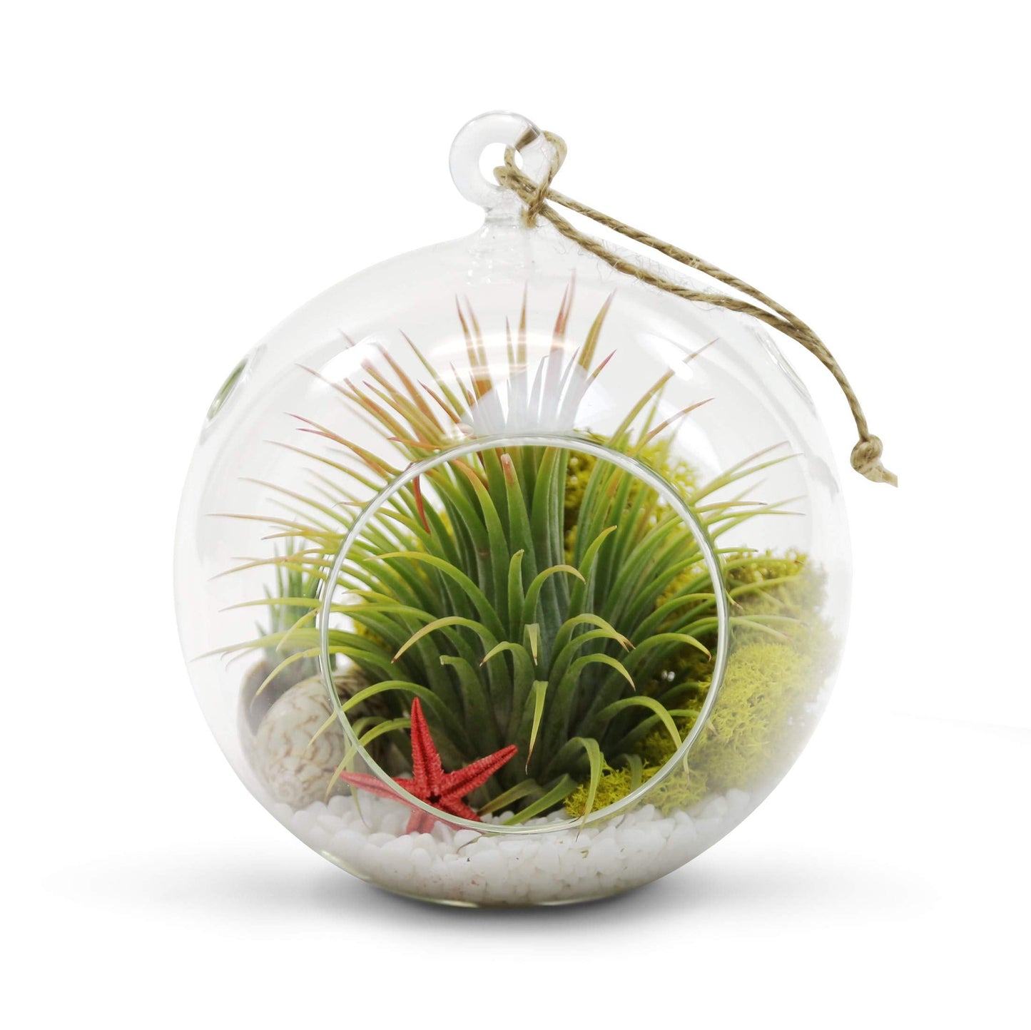 WGVI WGV Hanging Terrarium Globe, Width 6", Height 6.5", DIY Air Succulent Planter, Clear Glass Vase Orb with Flat Bottom, Candle Holder for Windowsill Outdoor Garden Decor, 1 Piece