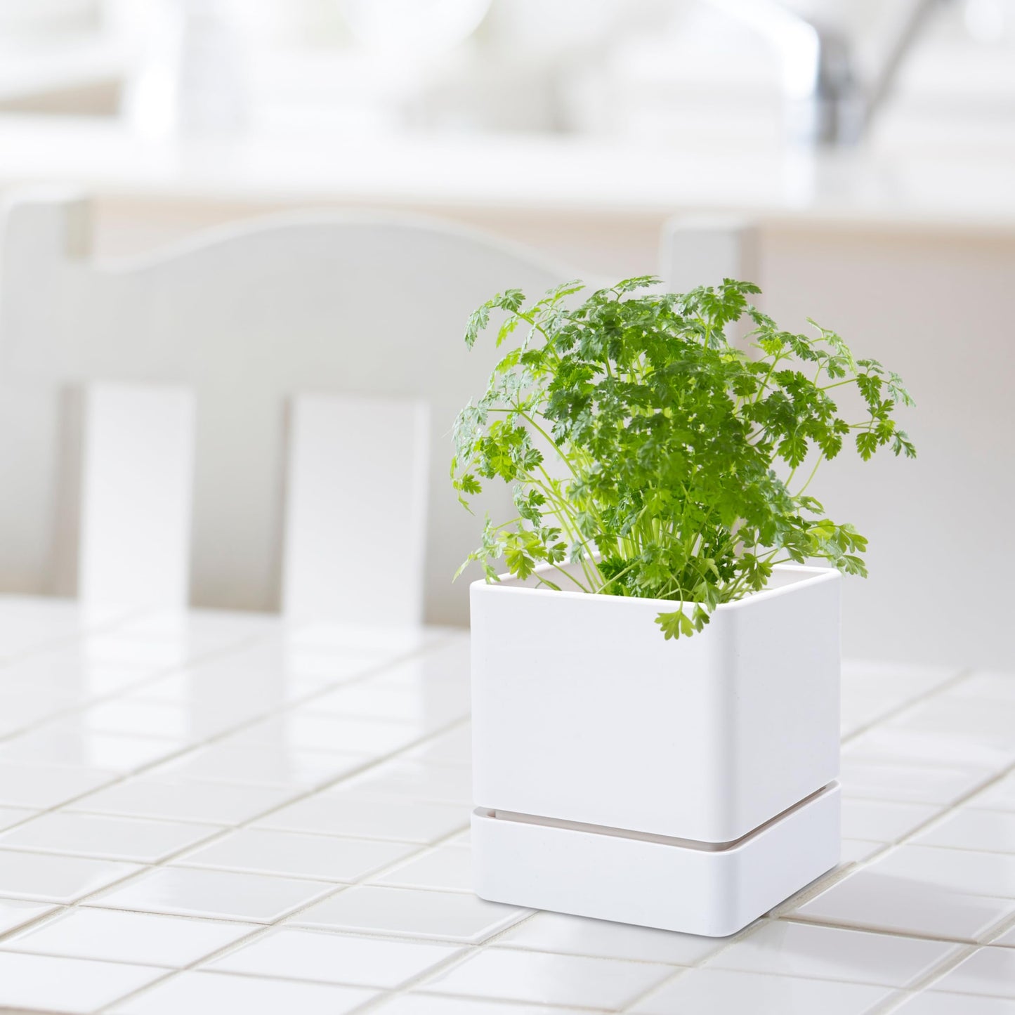 D'vine Dev 4 Inch Herb Planter Pot, Plastic Planter with Drainage Holes and Saucer, Modern Decorative Gardening Pot for Indoor Plants, Flowers, Herbs, Succulents, White, Set of 1, 76-Y-A1-1