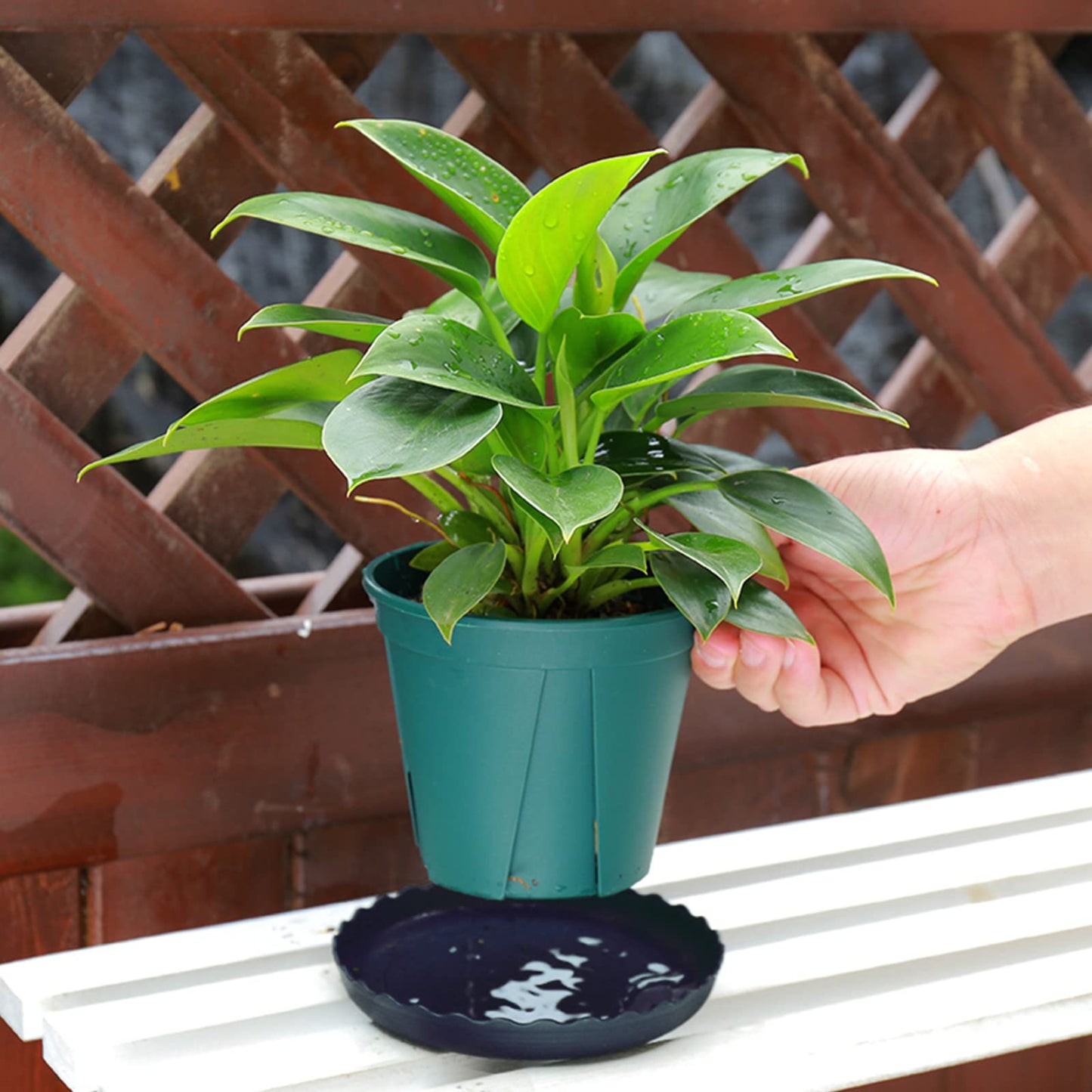 ECOESPTI 12Pcs Plant Saucer, 6 8 10 Inch Durable Plastic Plant Tray, Black Round Plant Pot Saucers, Drip Tray for Indoor and Outdoor Garden
