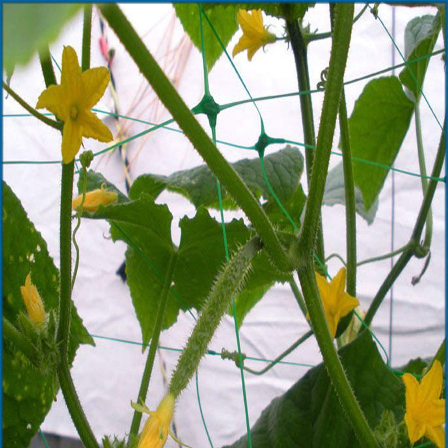 HHTHH Green Garden Trellis Netting 5x100 ft Heavy Duty Polypropylene Plant Support Net for Climbing Vegetables Fruits Flowers