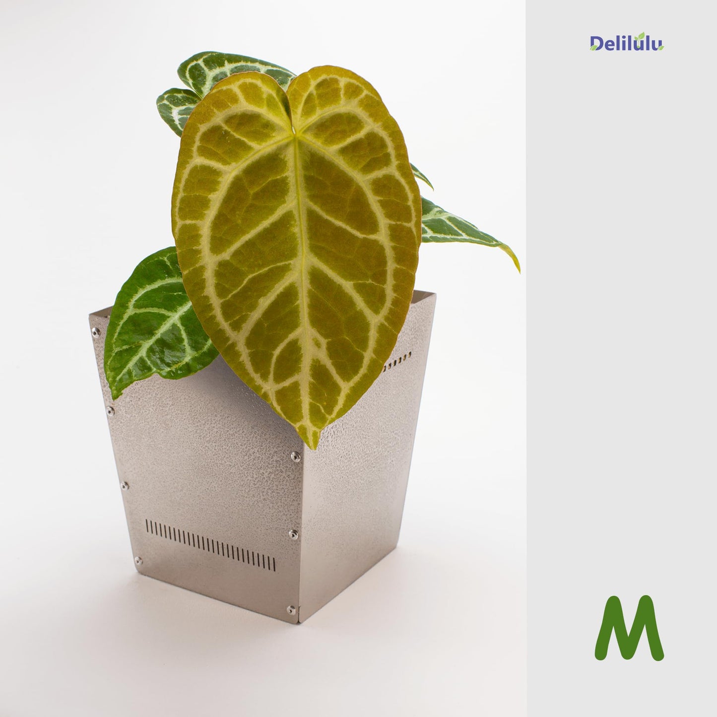 Delilulu 6-Inch Square Metal Plant Pot – Stylish Indoor & Outdoor Planter with Drainage Holes, 304 Stainless Steel (M Size)-Gift mat.