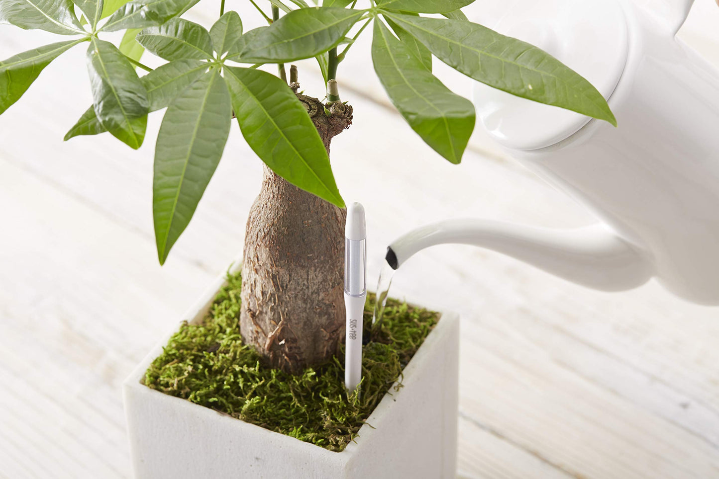 Sustee Aquameter Medium (Green Refillable) - Plant Soil Moisture Sensor - Best for Potted Plants - Probe, Meter, Indicator