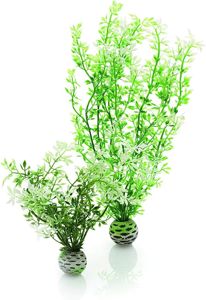 biOrb Winter Flower Plant Pack Medium