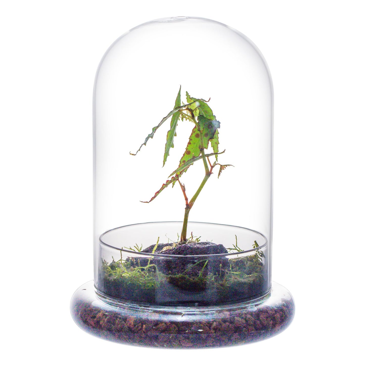 NCYP Glass Cloche Dome with Air Hole and Base, 5.9 x 5.9 x 8.2 Inches, Clear Terrarium Planter for Venus Flytrap, Small Plants, Home Indoor Tabletop Decoration (No Plants)