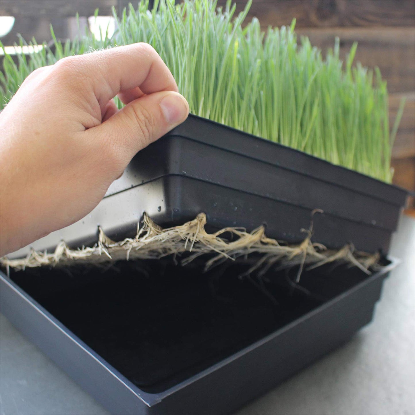 10-Pack 1020 Garden Growing Trays with Drain Holes - 10" x 20" Plastic Plant Trays with Holes - Wheatgrass Sprouting Tray, Microgreens Seed Tray, Hydroponic Trays, Nursery Flats, & Greenhouse Supplies
