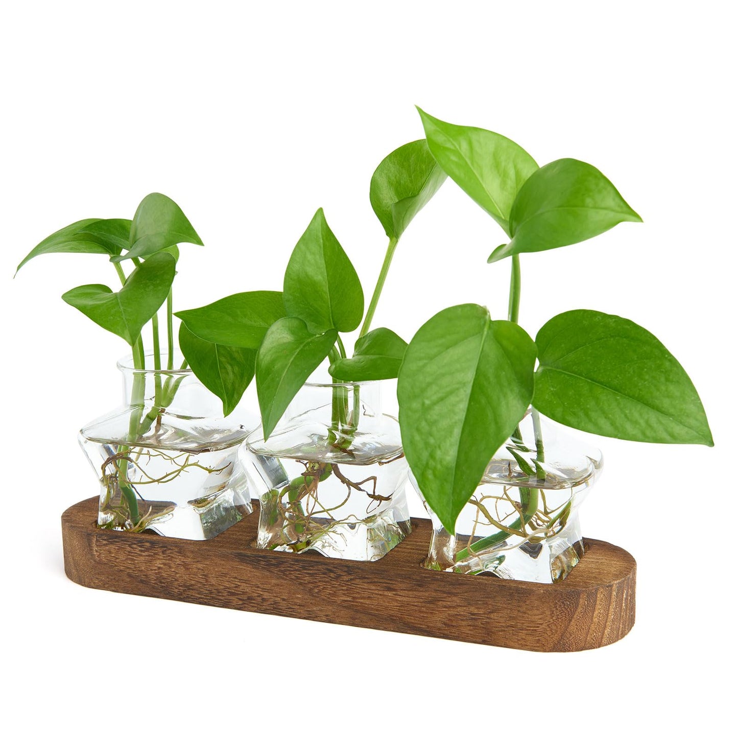 XXXFLOWER Plant Propagation Station with Wooden Stand,Air Plant Terrarium Starter Kits Star Vases for Flowers Plant Cutting Rooting Pots Indoor Hydroponic Glass Planter for Plant Lovers,3 Jars