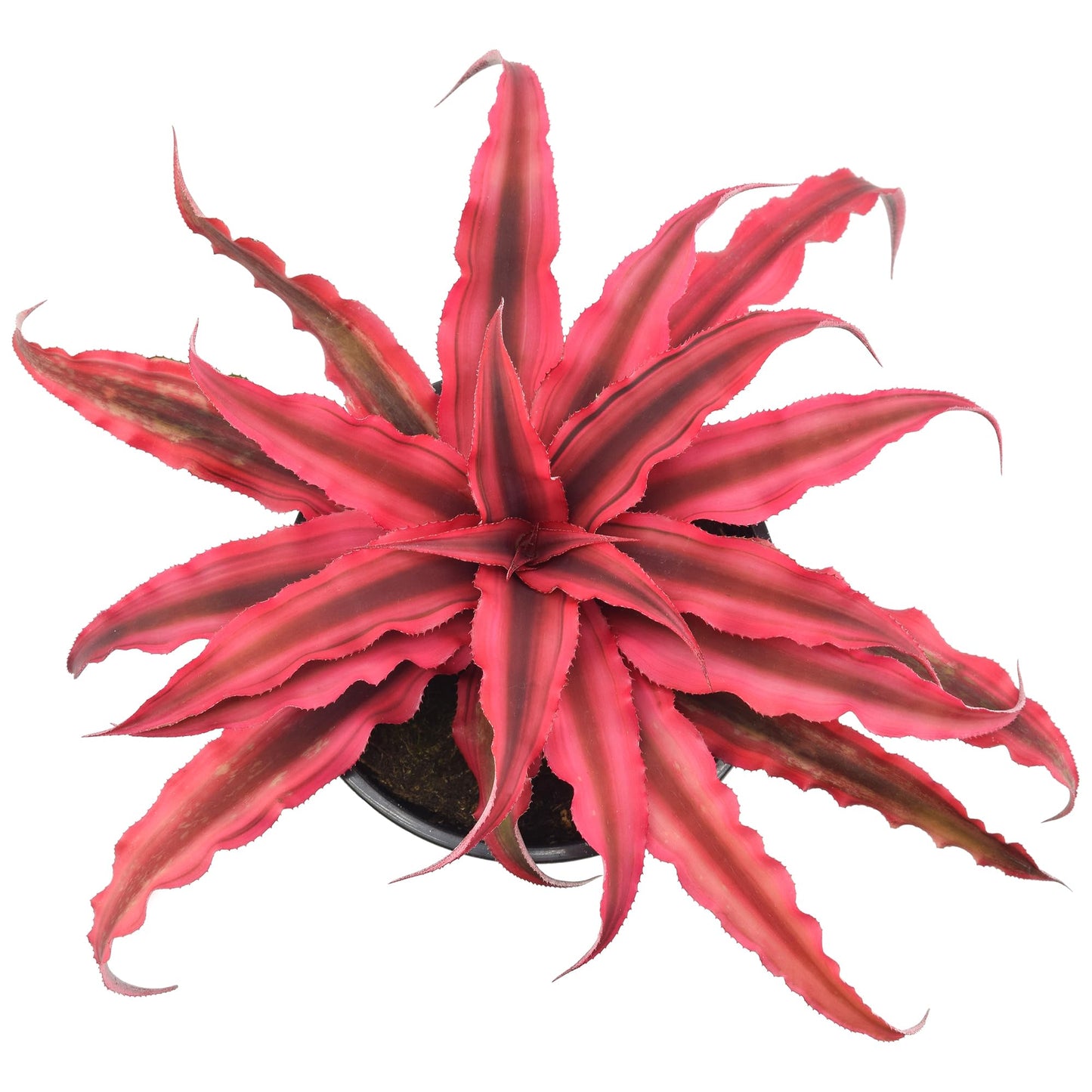 Cryptanthus Super Pink Earth Star Live Indoor Plant in 4 in. Plastic Grower Pot **Cannot Ship to California and Hawaii***