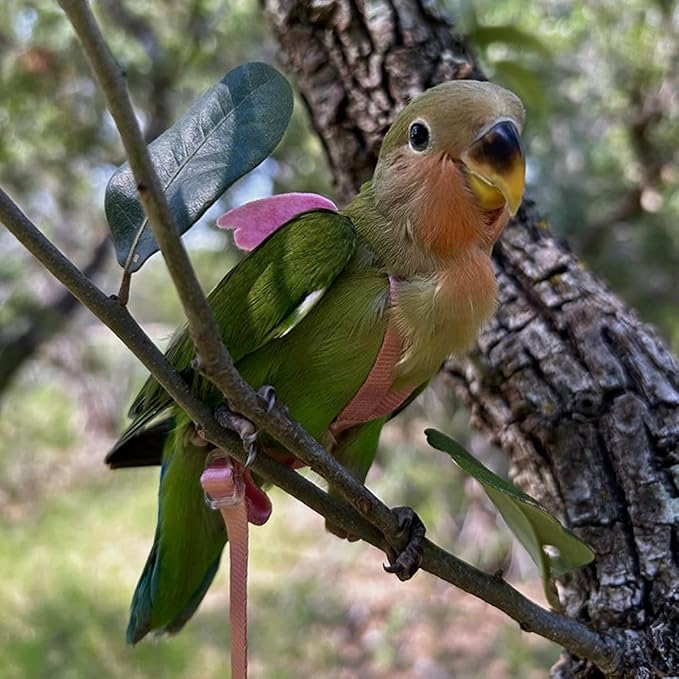 Pet Parrot Bird Harness and Leash, Adjustable Training Design Anti-Bite, Bird Nylon Rope with Cute Wing for Parrots, Suitable for Macaw Cockatoo Cockatiel Lovebird Conure African Grey (Green,XS)
