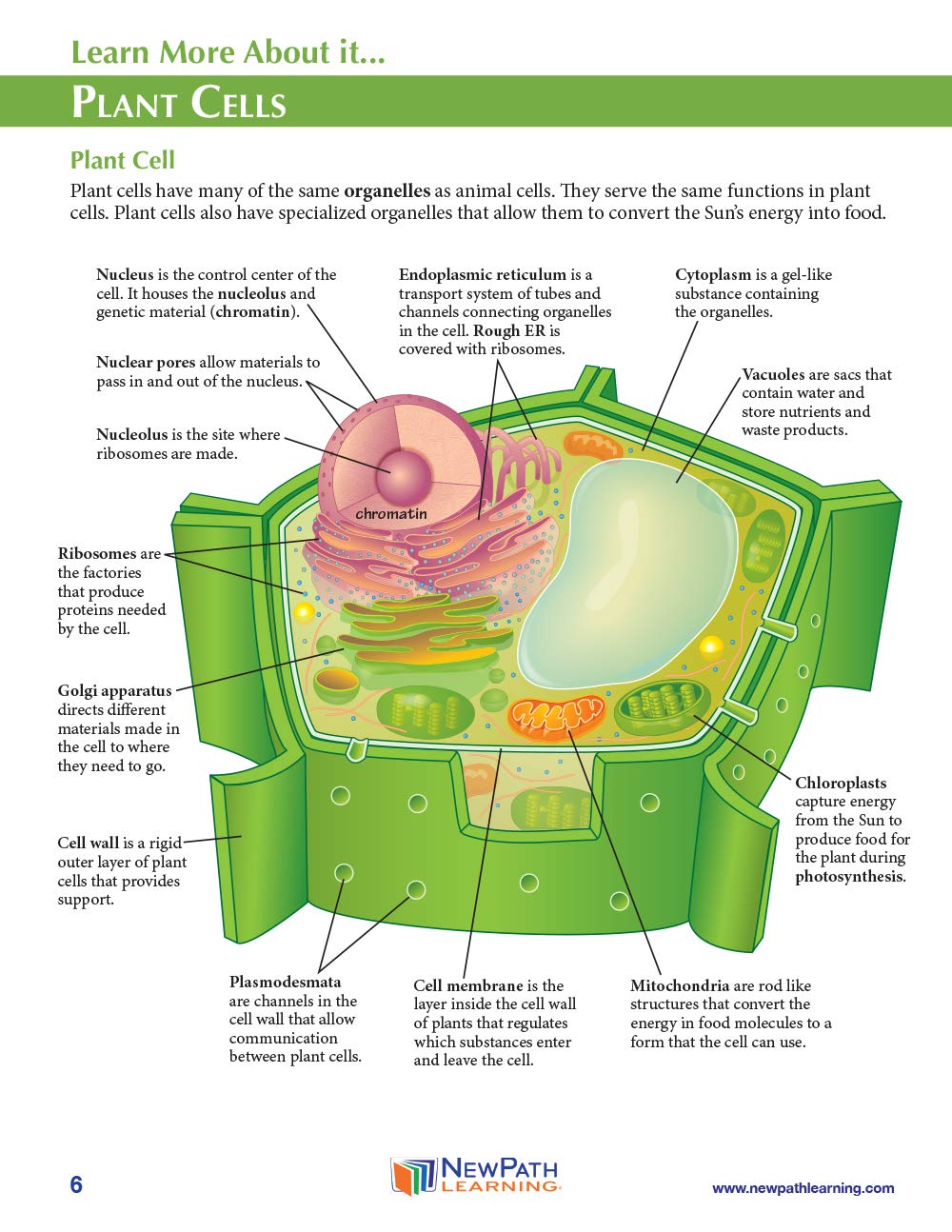 NewPath Simple Plant Cell 3-D Paper Model Making Kit - Individual Student Edition (17-7731)