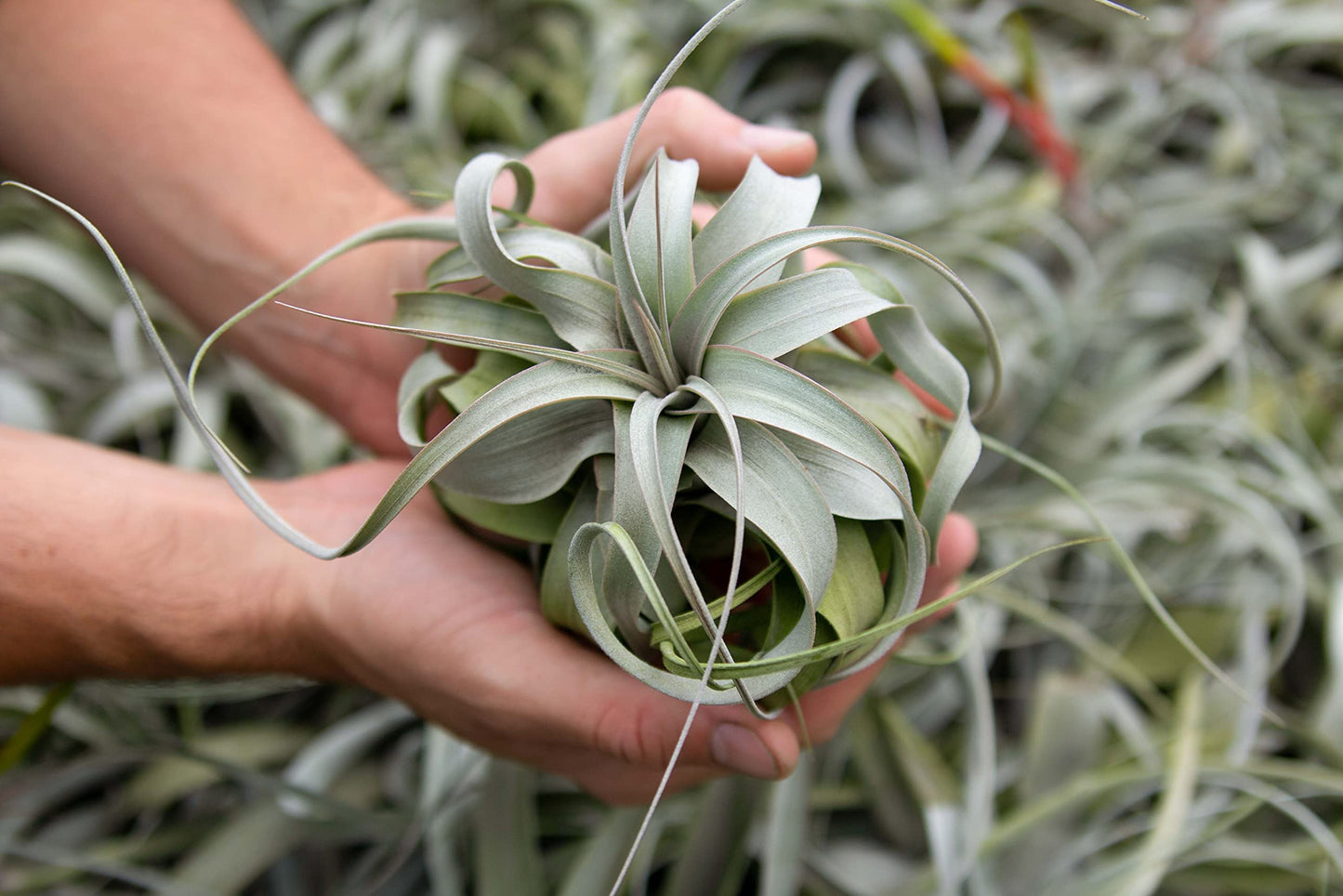 Large Xerographica Air Plants 5 to 7 Inch Wide - Air Plants Live Tillandsia Succulent House Plants Holders - Available in Wholesale/Bulk - Home and Garden Decor - Easy Care Indoor/Outdoor Plants(1 PC)