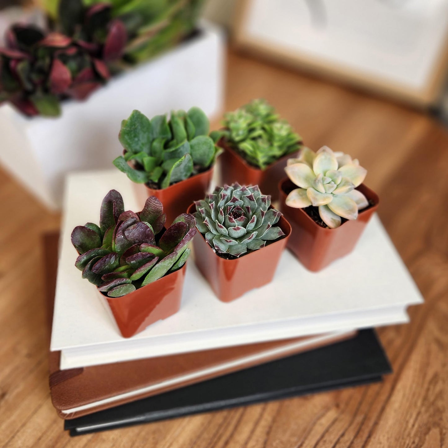 Succulents Plants Live (6PK) Potted Succulent Plants Live House Plants, Cactus Plants Live Plants Indoor Plants Live Houseplants, Indoor Plant Succulents Live Plant House Plant by Plants for Pets