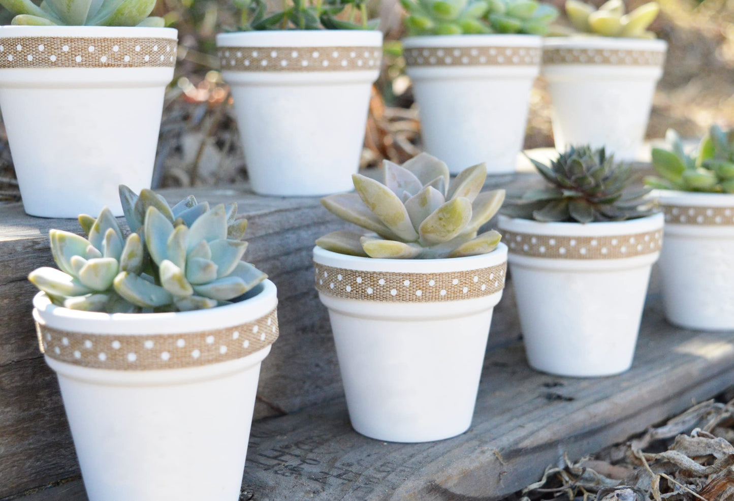 40 Pcs White Terracotta Pot - 2.5 Inch Mini Clay Pots with Drainage Holes Flower Nursery Terra Cotta Pots for Succulent Plants, Crafts, Wedding Baby Shower Favor