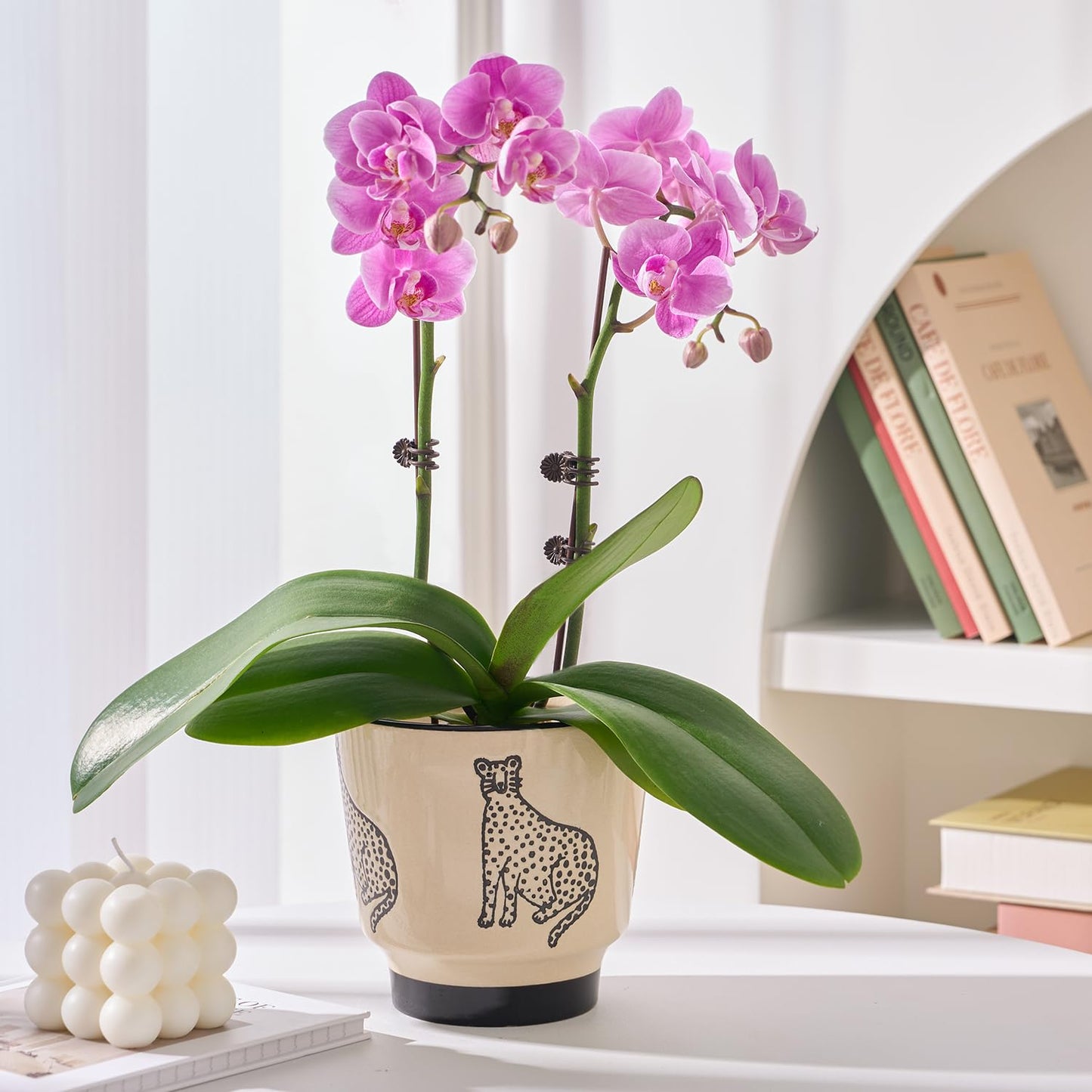 STHIE 5 Inch Ceramic Planters for Indoor Plants, Funny Small Plant Pots with Drainage, Unique Decorative Cute Flower Pot Panthers Round Flowerpots