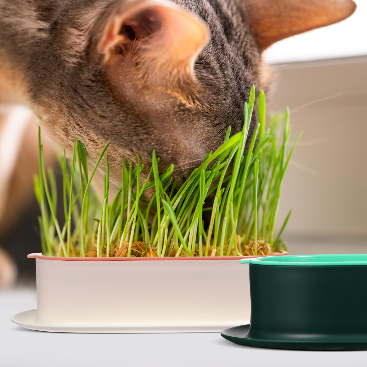 YARNOW Cat Grass Planter Set Hydroponic Indoor Soil-Free Growing Box with Large Water Tray 7.44X4.84X1.77 Inch Compact Nursery Kit for Household Cats