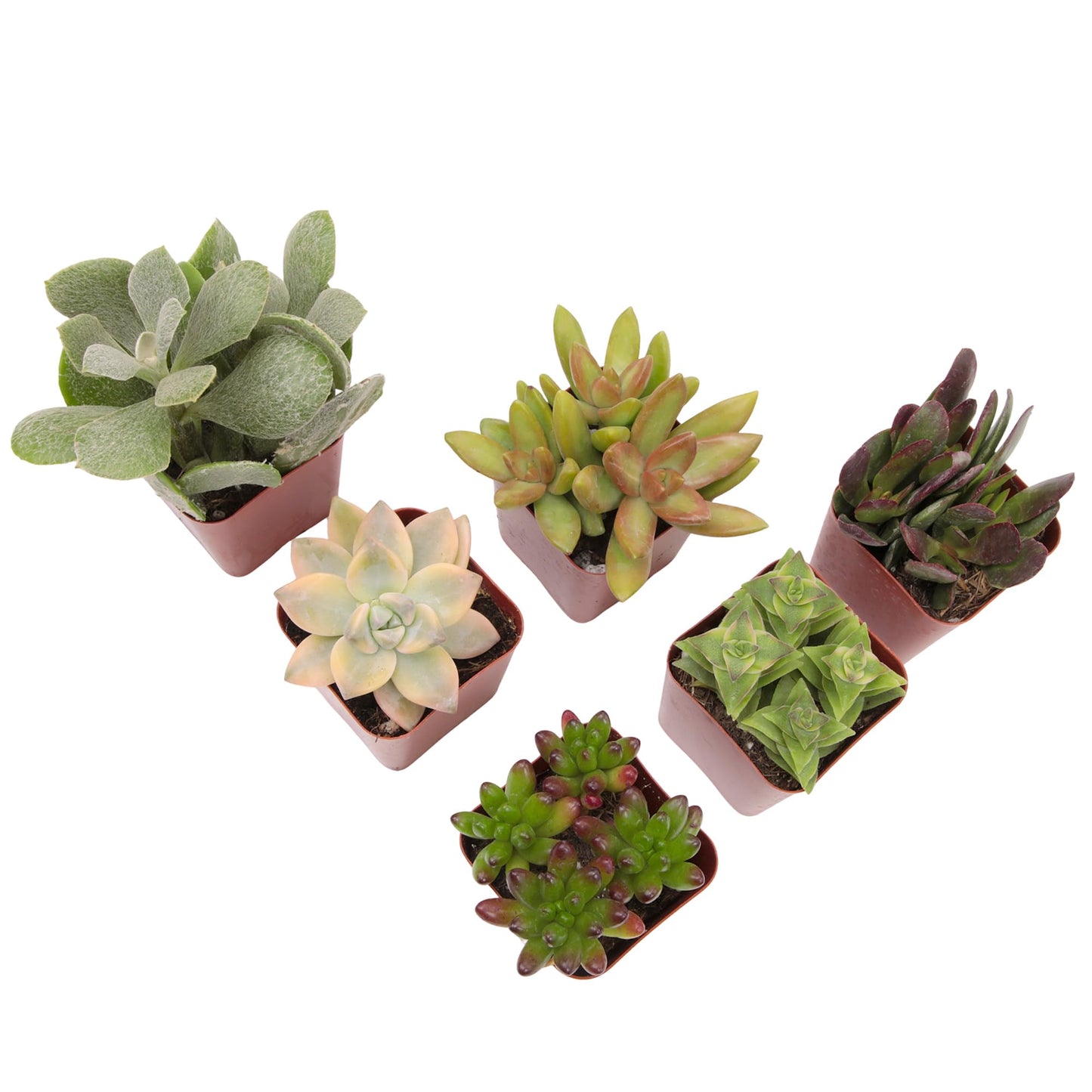 Succulents Plants Live (6PK) Potted Succulent Plants Live House Plants, Cactus Plants Live Plants Indoor Plants Live Houseplants, Indoor Plant Succulents Live Plant House Plant by Plants for Pets