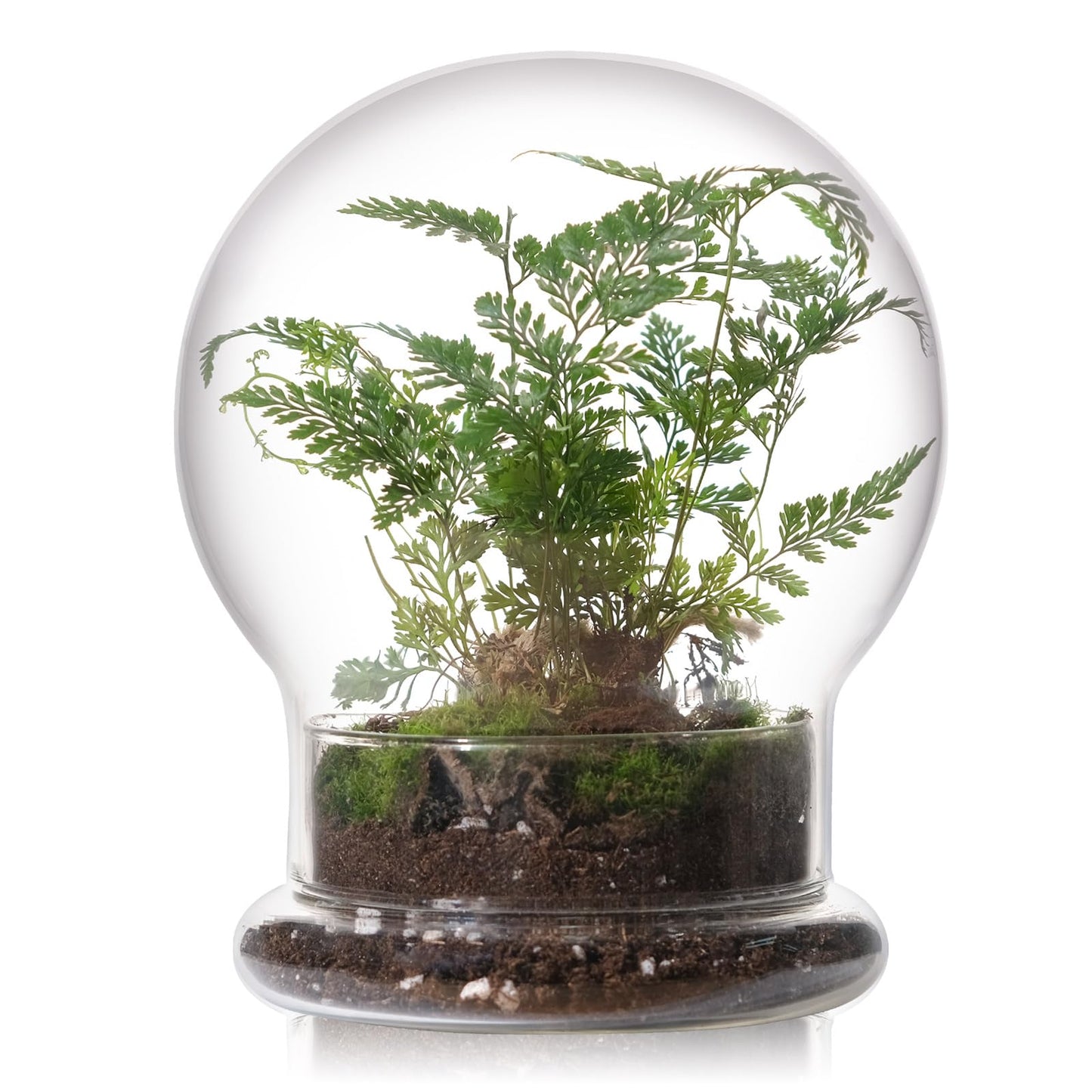 WHJY Round Glass Cloche for Indoor Plants Small Terrarium Glass Cloche with Base Mini Cloche Dome with Base for Display Home Decor