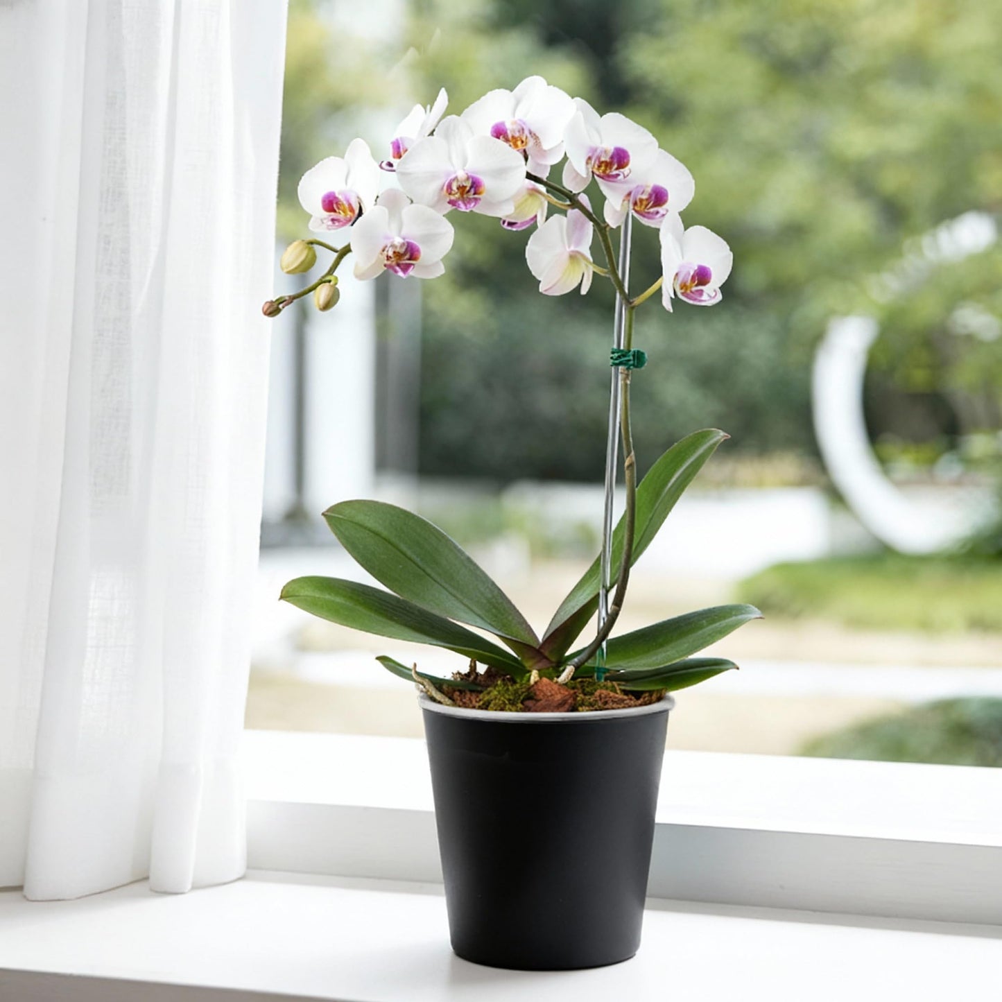 TineDew 3 Pack of 6in Plastic Cachepot with 6 inch Clear nusery Pot - self Watering Indoor Planter with Drainage for Root Visibility,semi Hydro pots for repotting Orchids,Aroid or Monstera,Black