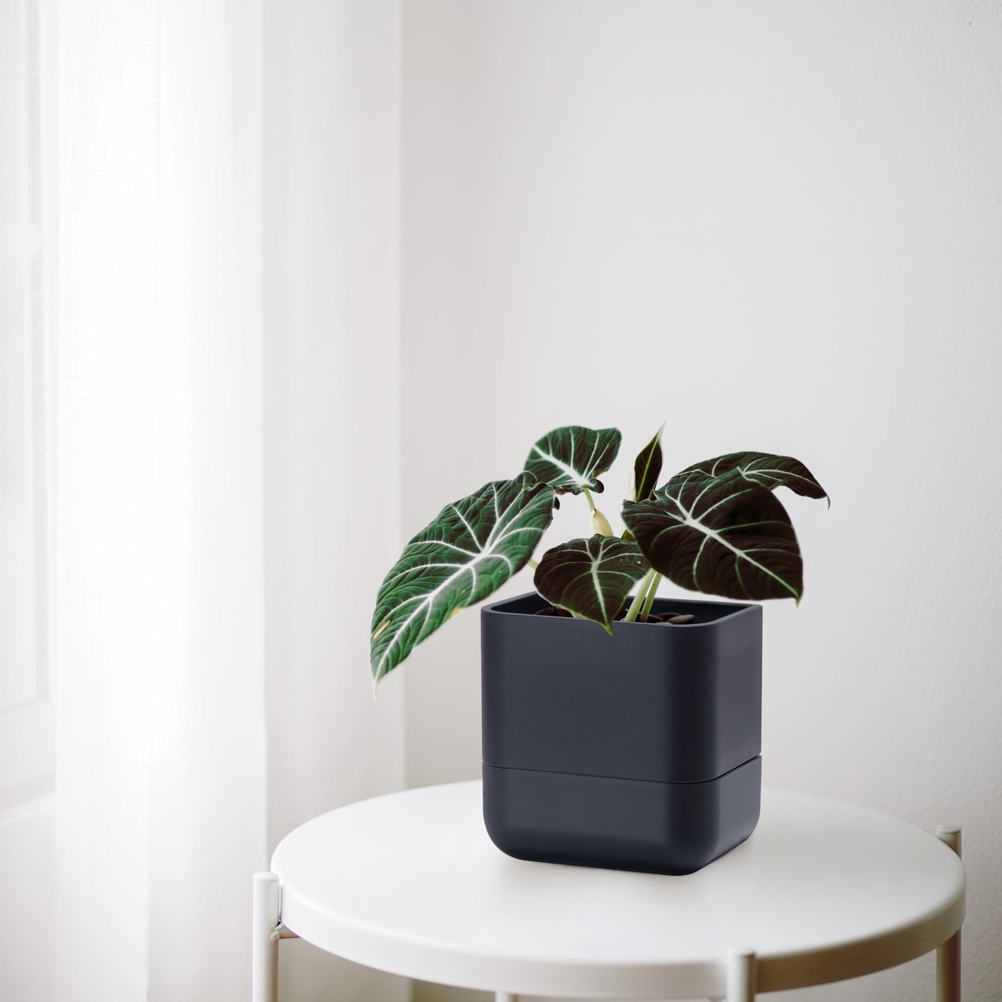 Phoenix Vine 6.5 Inch Wall Mounted Self-Watering Planter Pot for Indoor Houseplants and Herbs | Hanging Planter for Window Sills, Bathroom Walls, Home & Office Décor, Black, Set of 3, 01-C-E-3