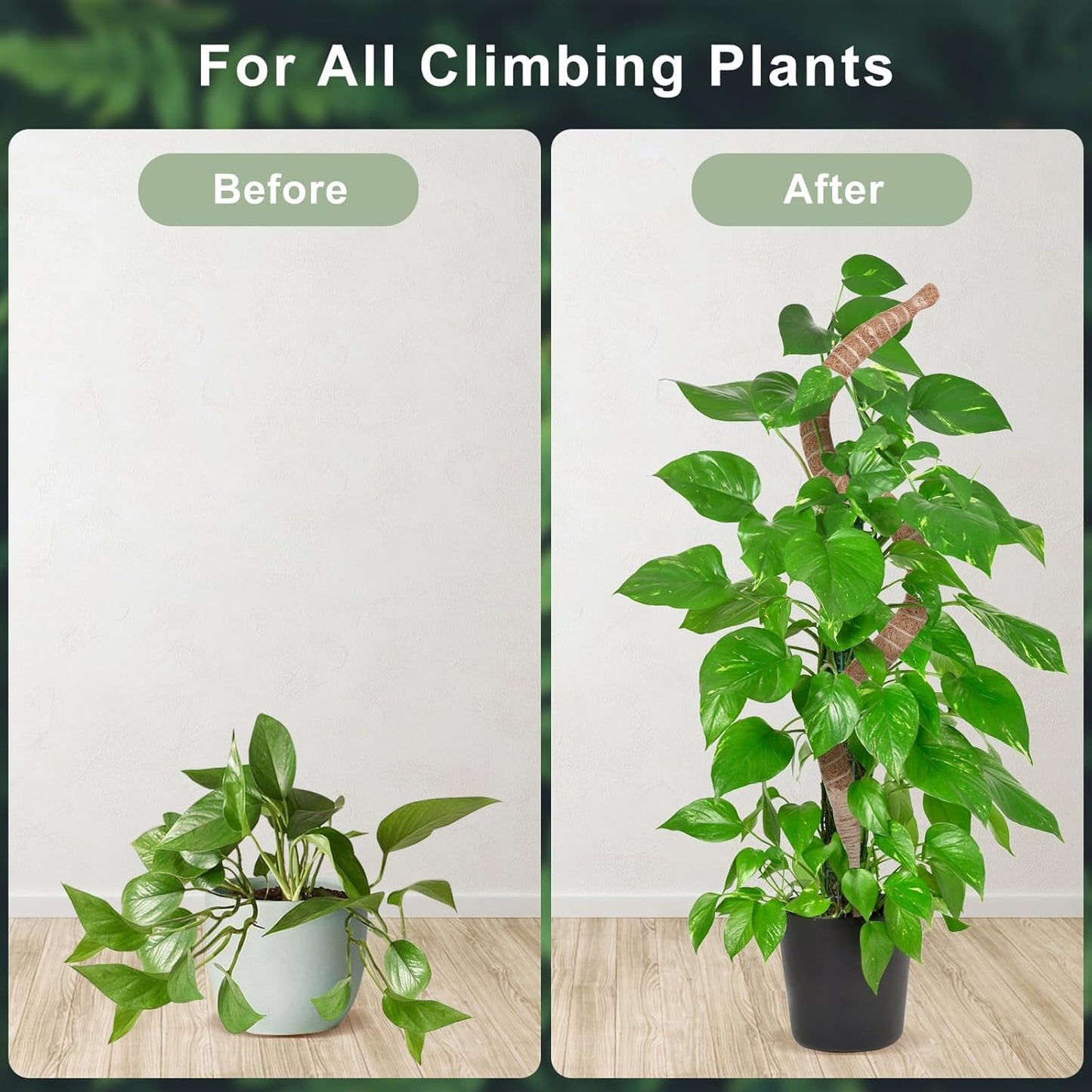 2 Pack 60 Inch Moss Pole, Bendable Moss Pole for Plants Monstera, Tall Moss Poles for Climbing Plants Indoor, Large Support, Garden Trellis Stick Stakes for Plant