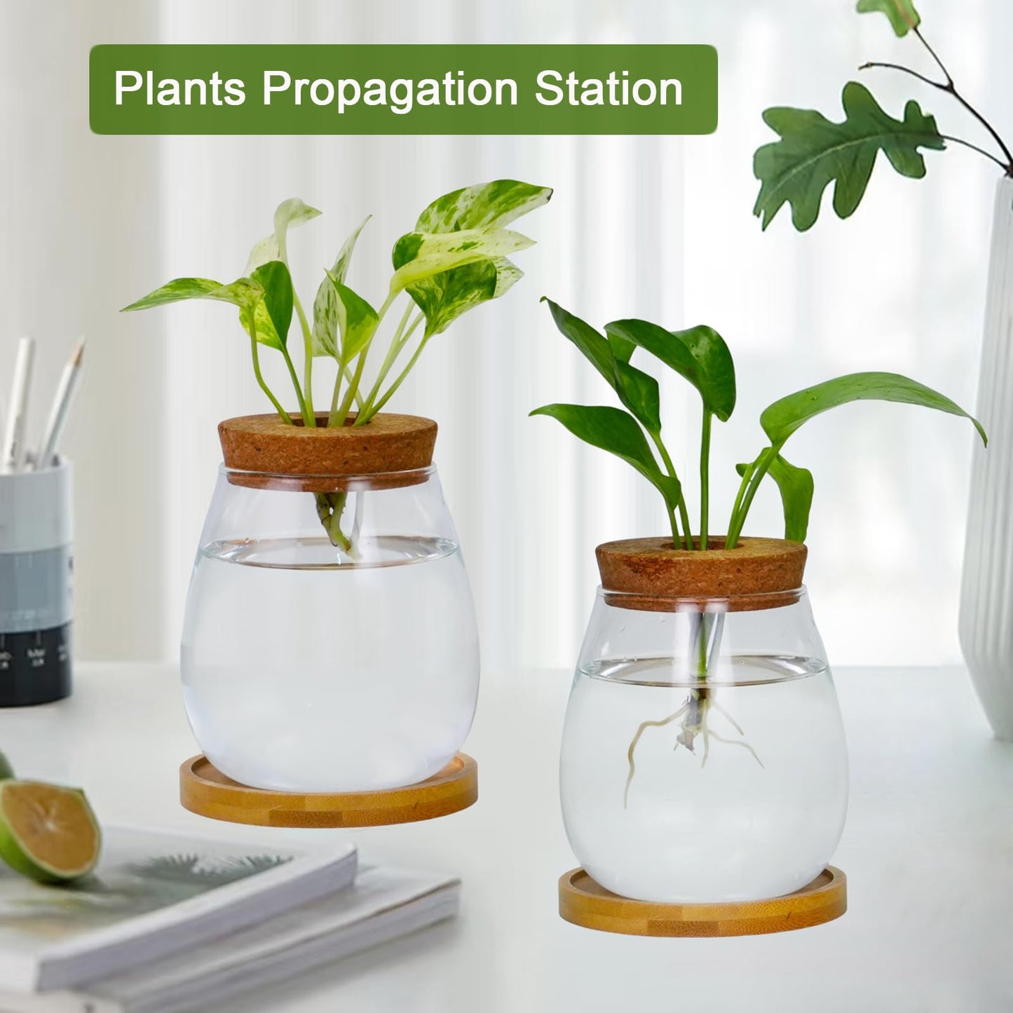 Desktop Plants Terrarium Propagation Station Hydroponic Planters Retro Oval Glass Vase with Lid and Stand Home Office Decoration Gifts 2 Pack