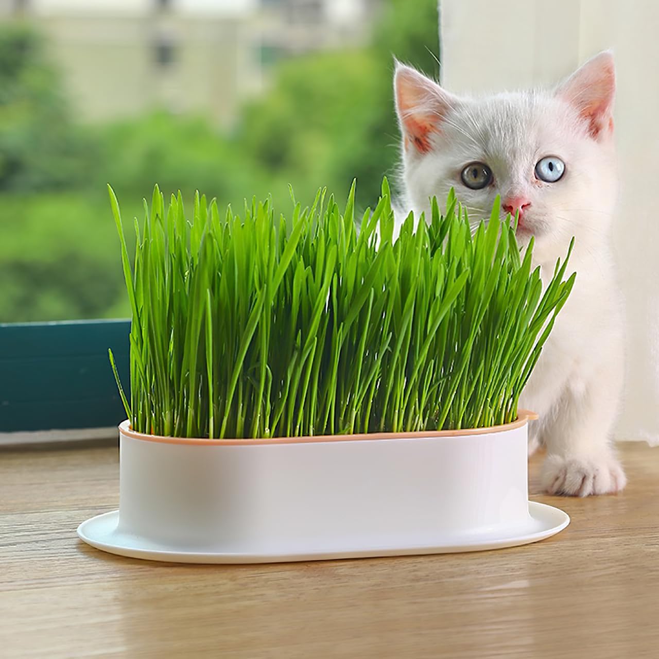 YARNOW Cat Grass Planter Set Hydroponic Indoor Soil-Free Growing Box with Large Water Tray 7.44X4.84X1.77 Inch Compact Nursery Kit for Household Cats