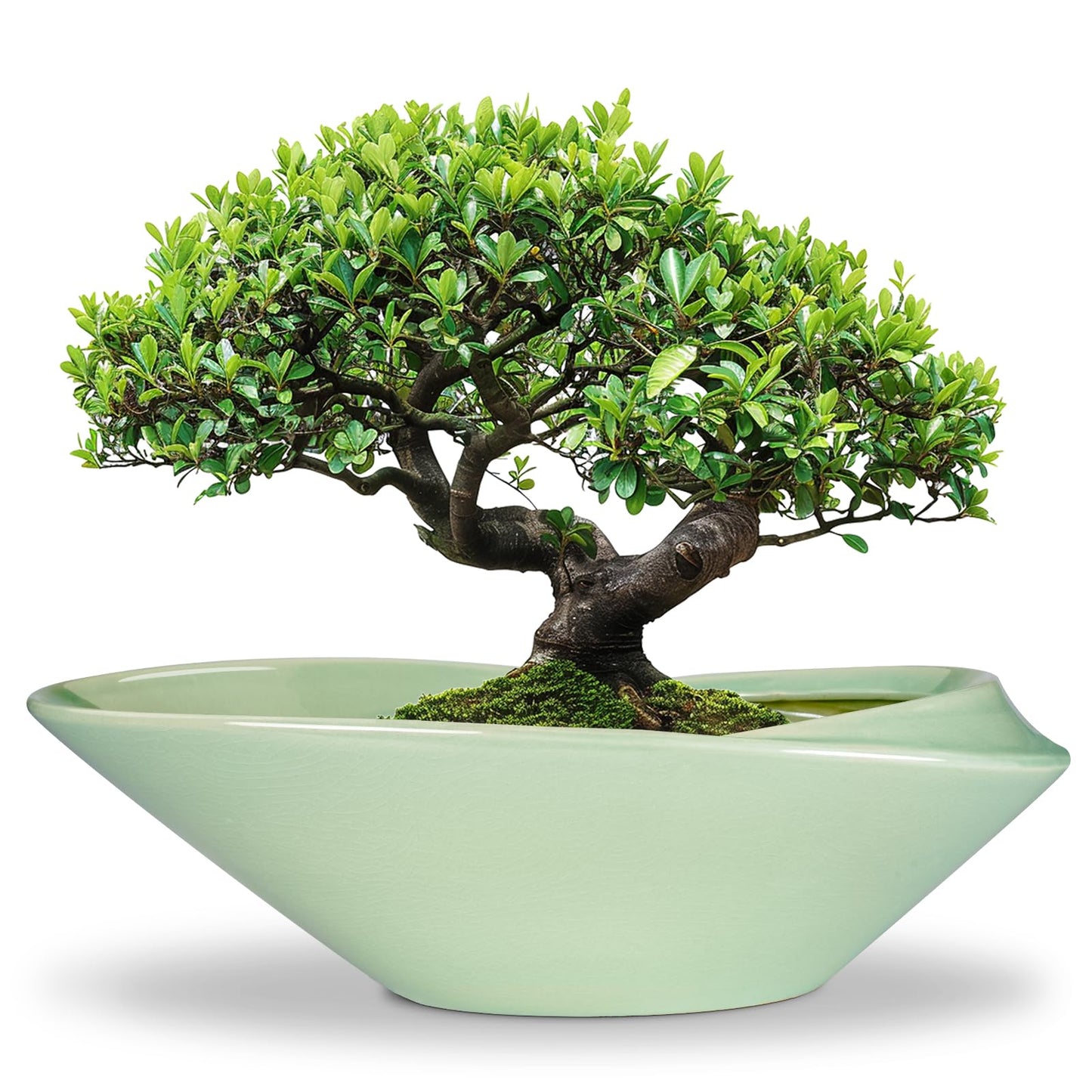 EPFamily Ceramic Bonsai Pot - 18 Inch Planter with Drainage Hole Large Modern Bonsai Planter Decorative Succulent Flower Plant Pot for Indoor Plants Outdoor Green