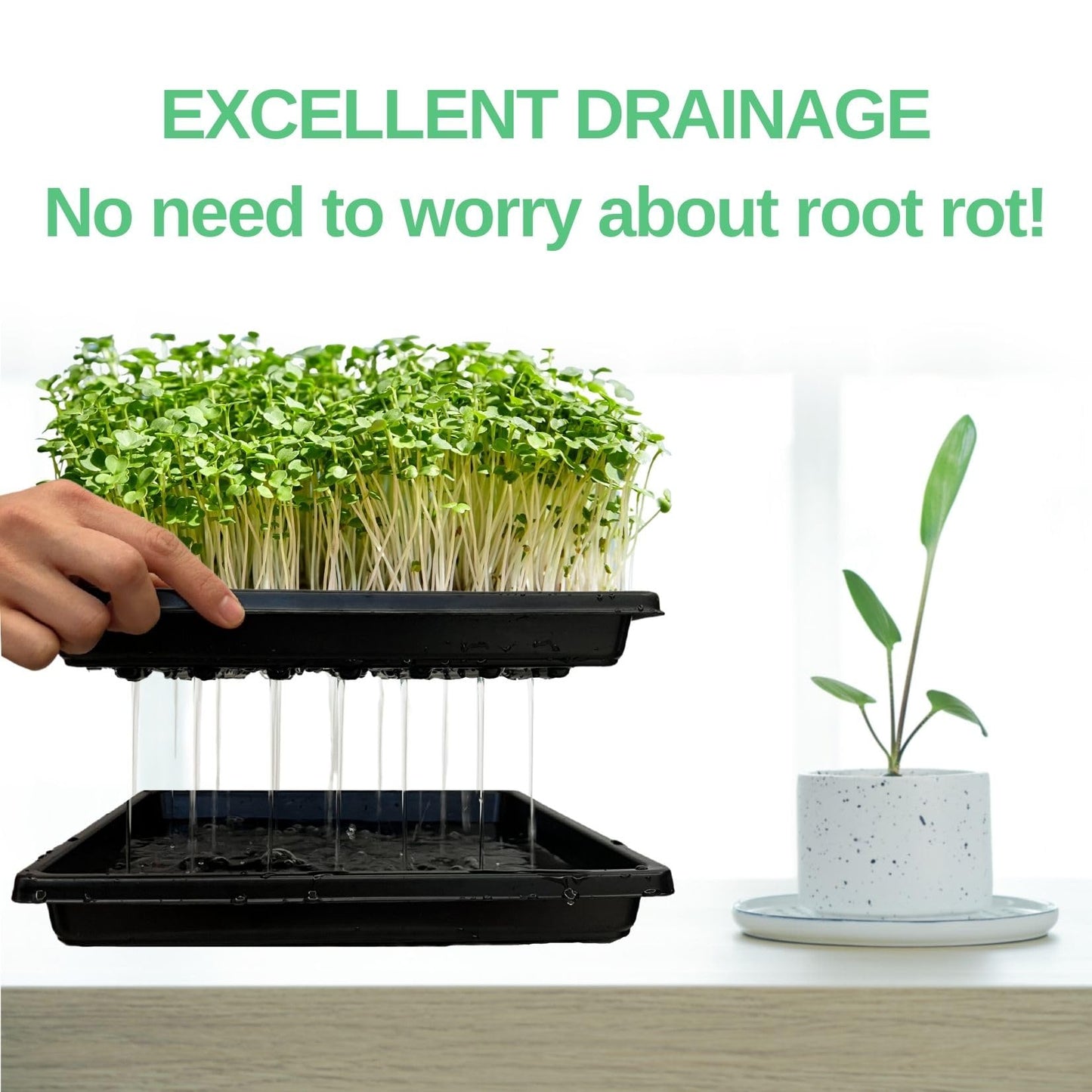 ILITING Plant Growing Trays for Seedlings Microgreen Seed Starter Shallow Plants Tray Drip Tray Standard 1010 Tray No Holes 10 Pack Black 10.7 x 10.7 inches Square Trays