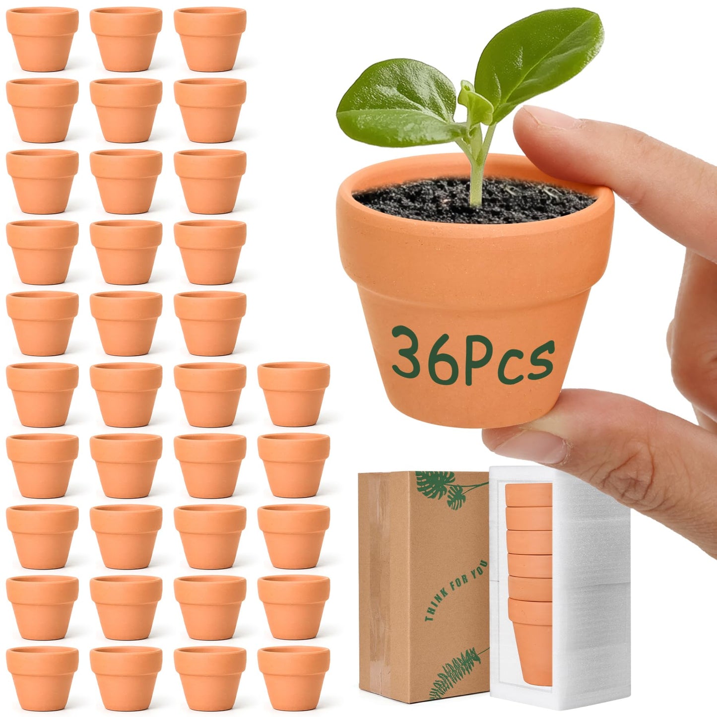T4U Mini Terracotta Pots (36pcs): 2 Inch Small Clay Pots with Drainage Holes, Ideal for Succulent Cactus Plants, DIY Crafts, Home Decor