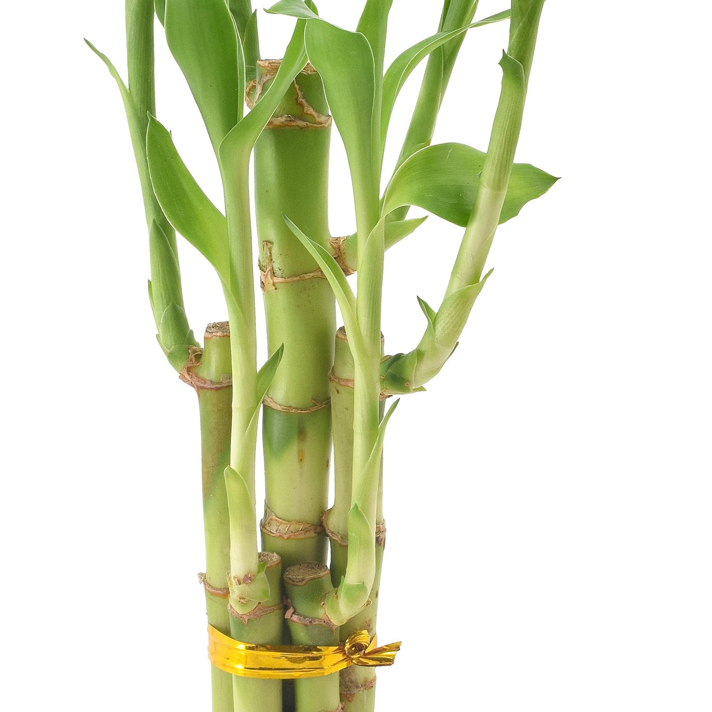 Arcadia Garden Products 5-Stem Lucky Bamboo, Live Indoor Plant in Dimension II Ceramic Planter for Home, Work, or Gift, Black ***Cannot Ship to Hawaii***