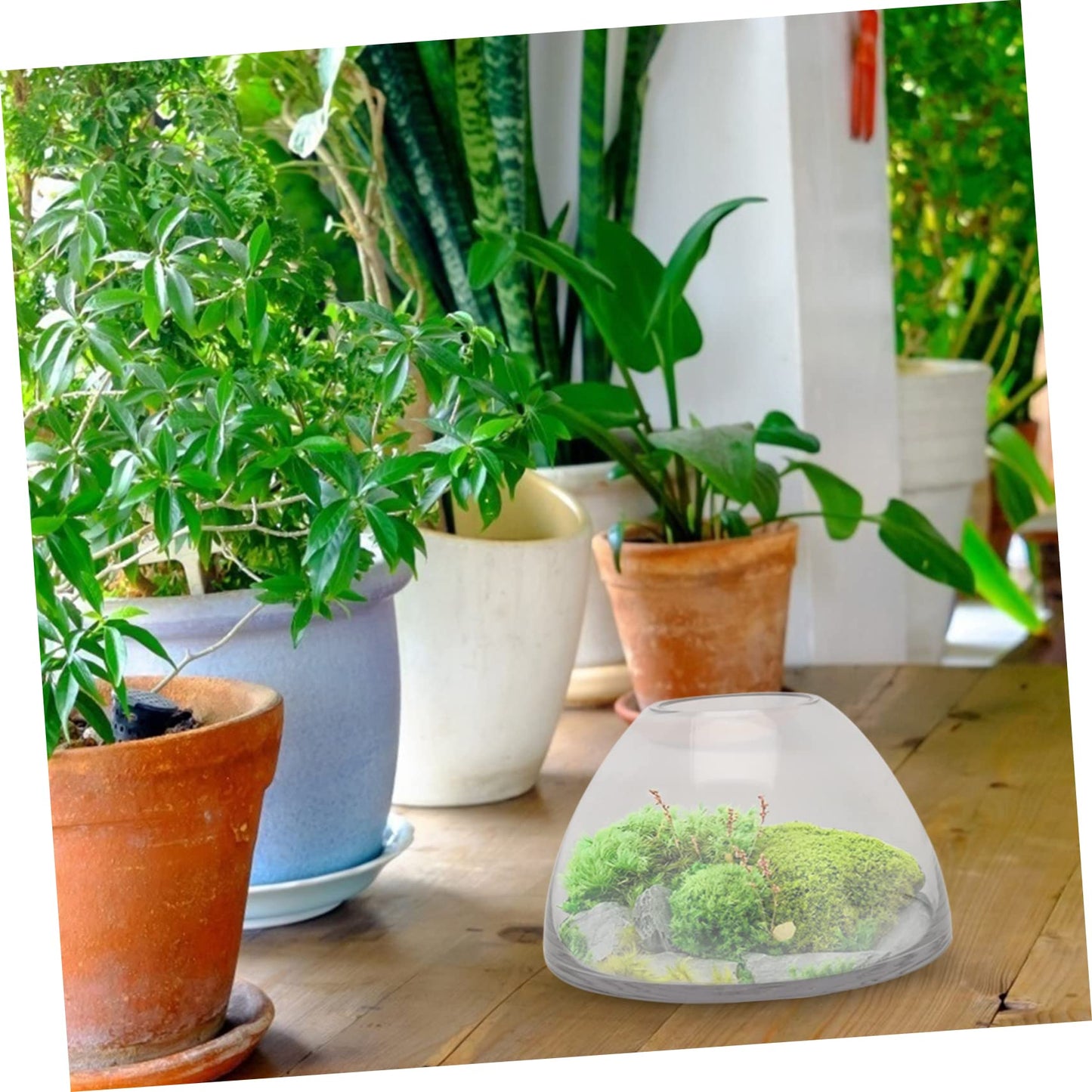 HANABASS Simple Plant Terrarium Glass Moss Micro Landscape Bottle for Home Decor