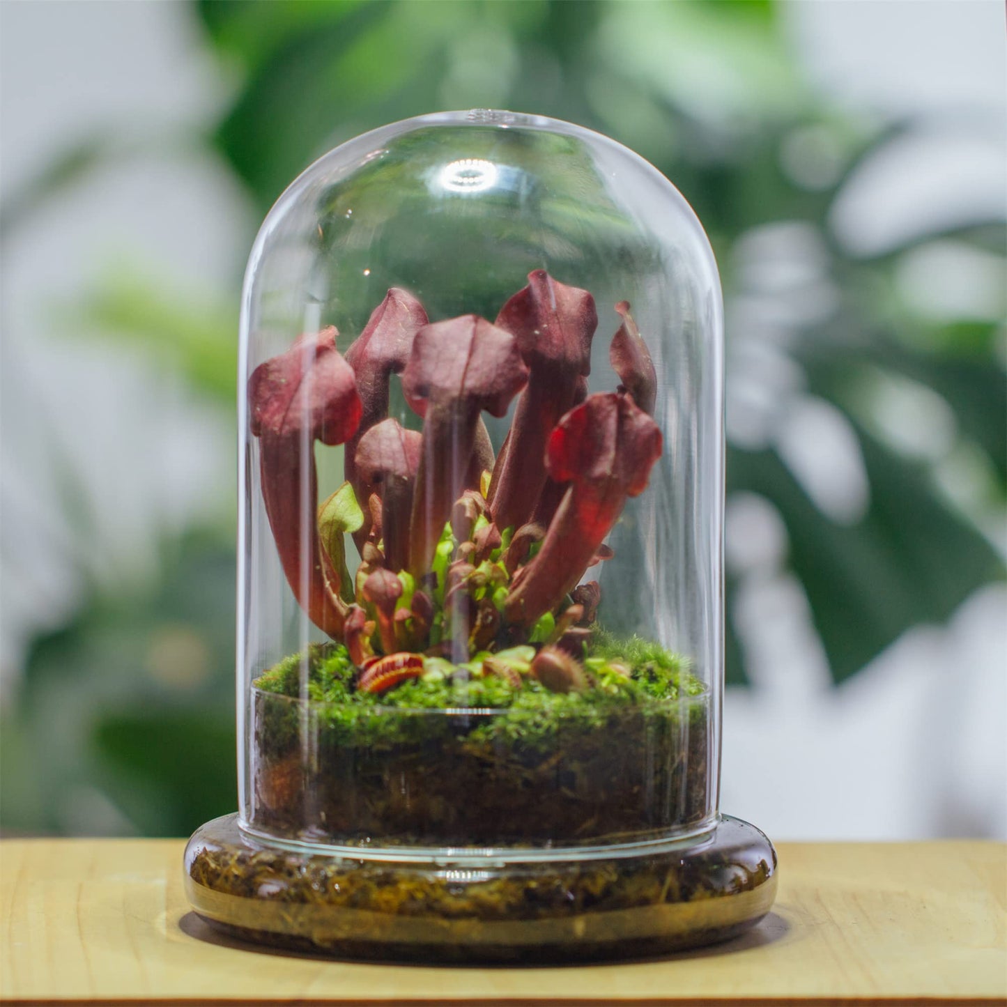 NCYP Glass Cloche Dome with Air Hole and Base, 5.9 x 5.9 x 8.2 Inches, Clear Terrarium Planter for Venus Flytrap, Small Plants, Home Indoor Tabletop Decoration (No Plants)