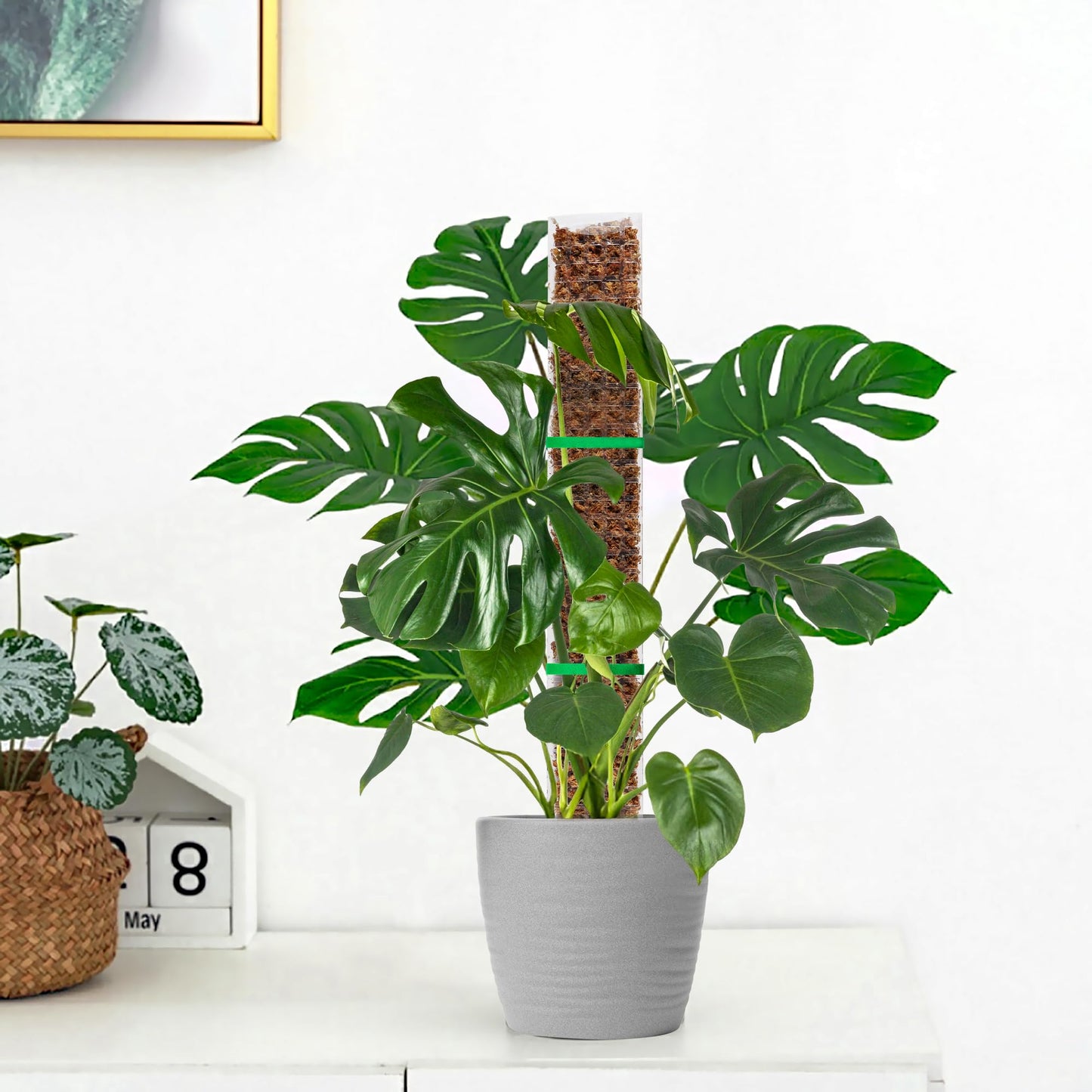 EOX 2 Pcs 36 Inch Plastic Moss Pole for Monstera, Large D Shaped Poles for Climbing Plants Work with Sphagnum Moss, 70 Inch Plant Stake Set of 2, Garden Ties