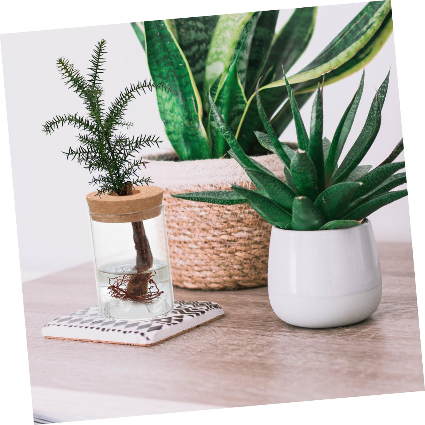 MAGICLULU Plant Pots Succulents Terrarium Glass Holder Flower Arrangement Vase Decor Office Flower Pot